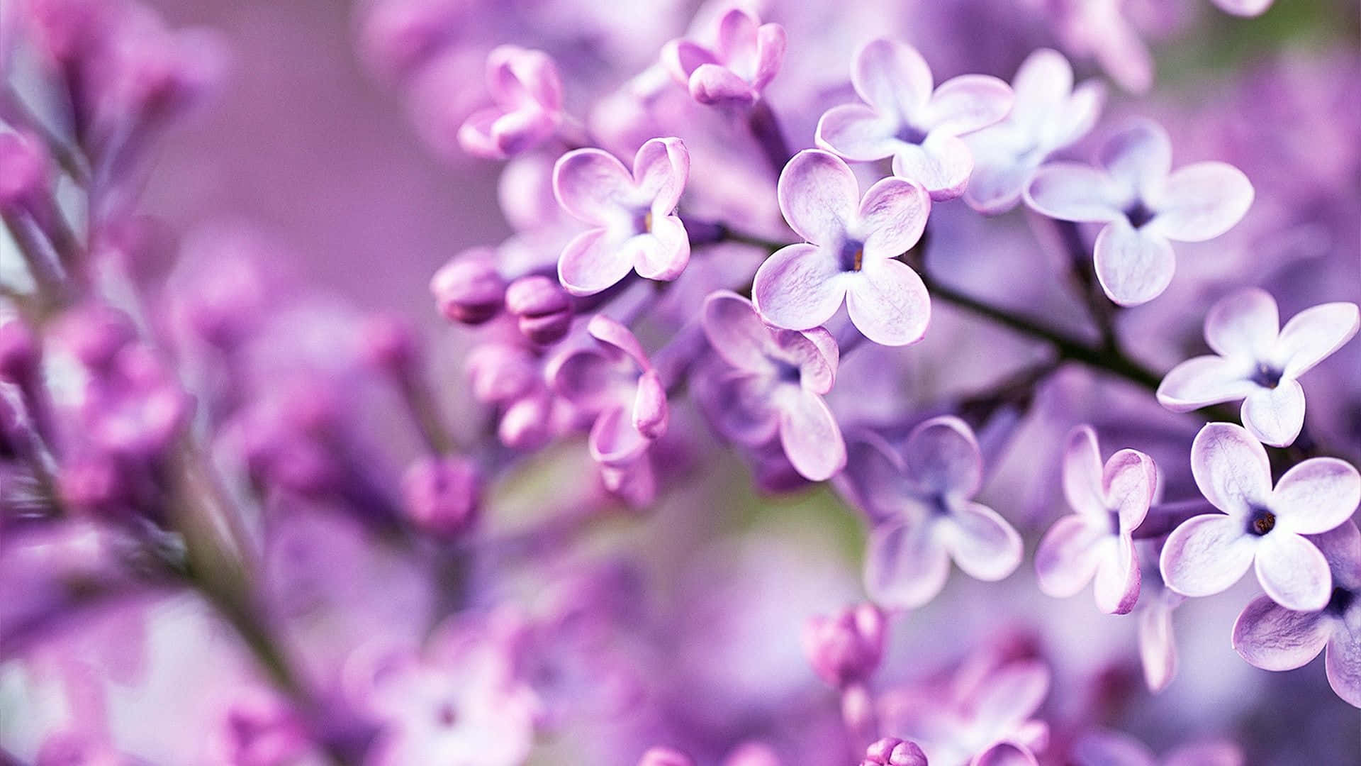 Pastel lilla baggrund Wallpapers