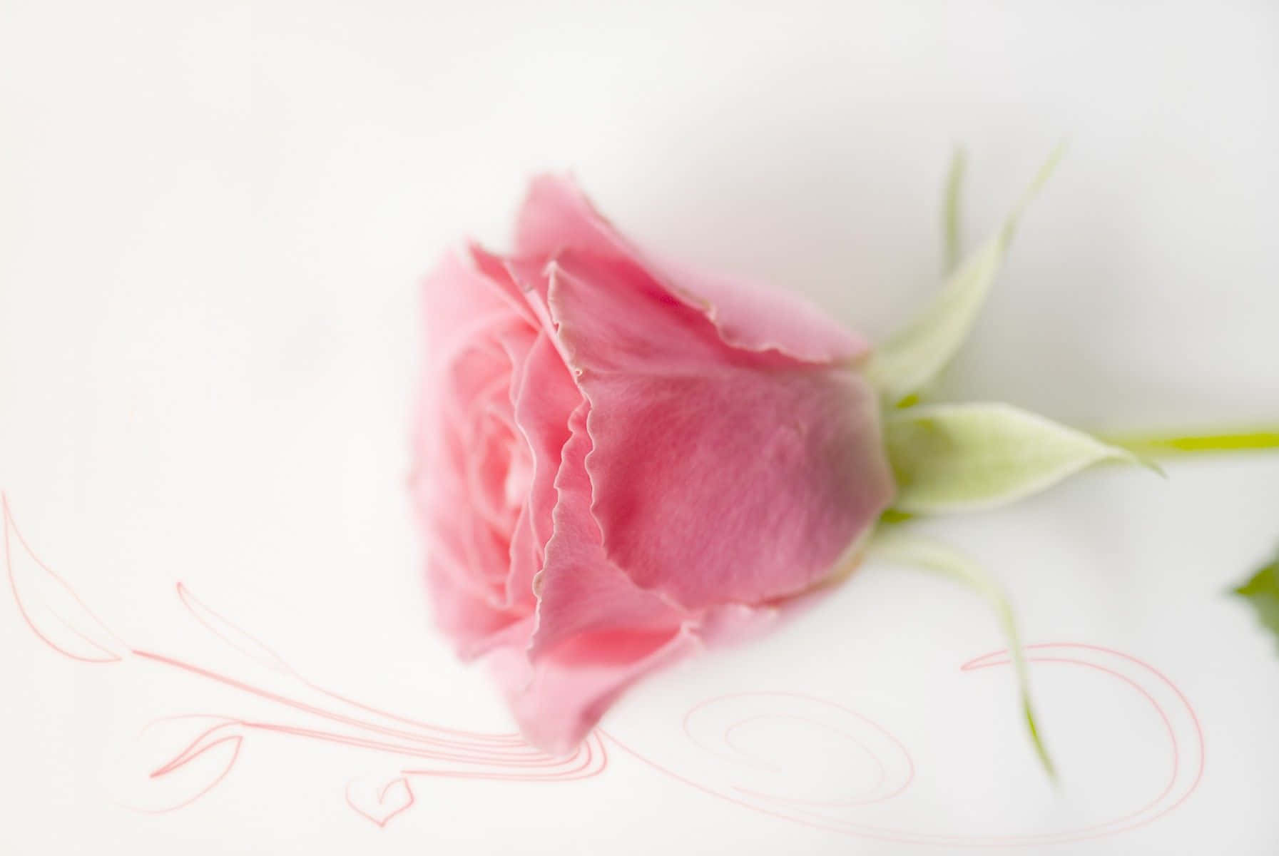 Pastel pink baggrund Wallpapers