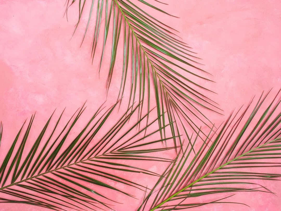 Pastel pink baggrund Wallpapers