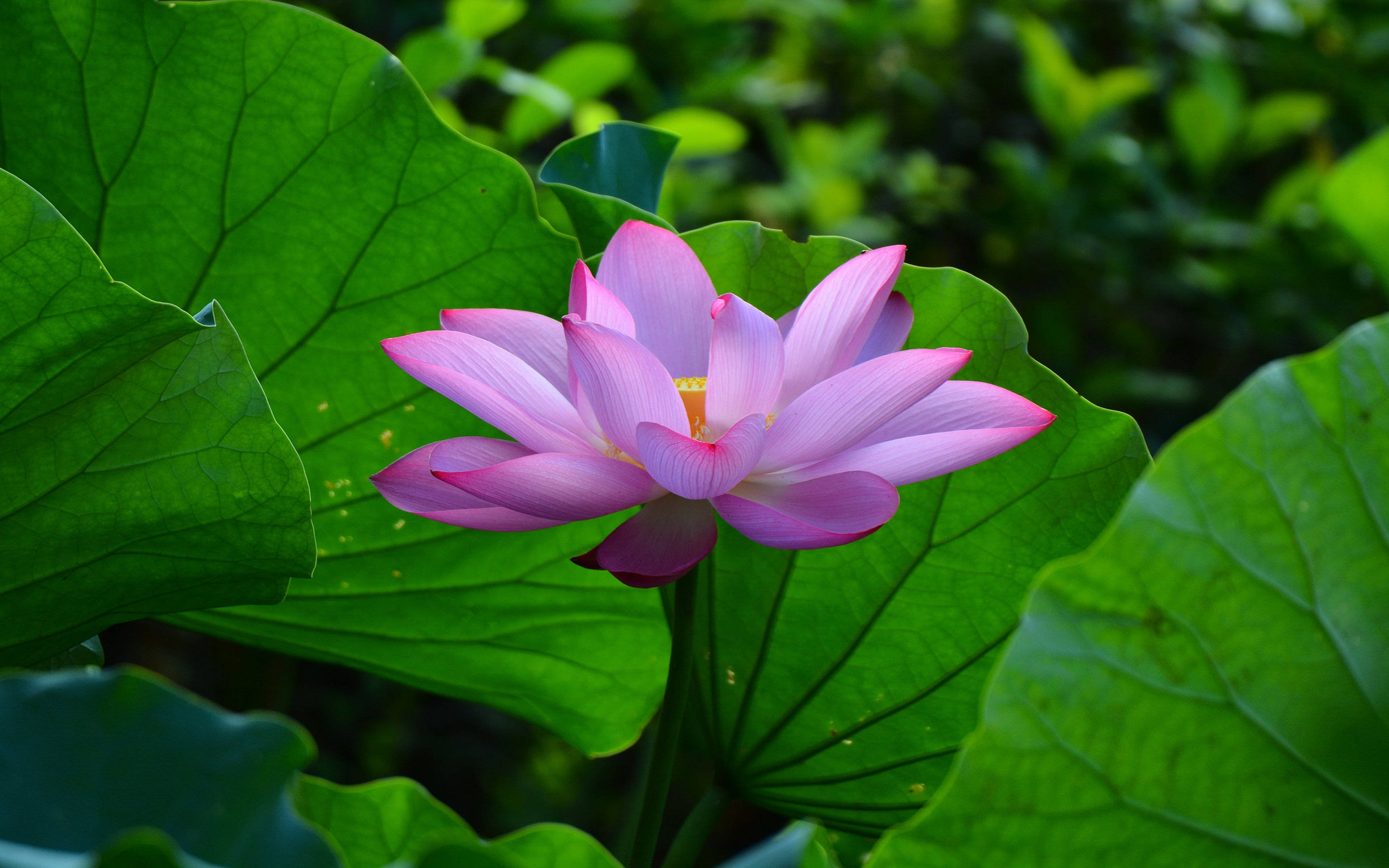 Pastel Pink Sommer Lotusplanter Wallpapers
