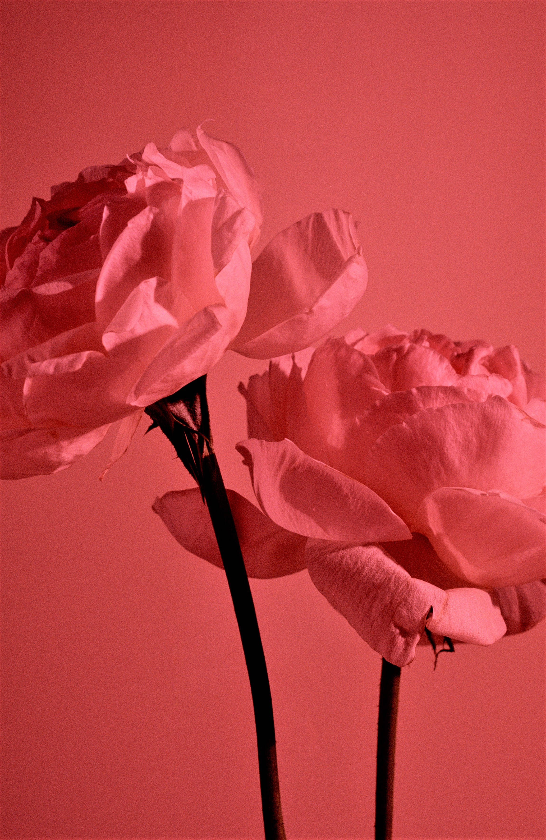 Pastel Rød Æstetisk Have Roser Wallpapers