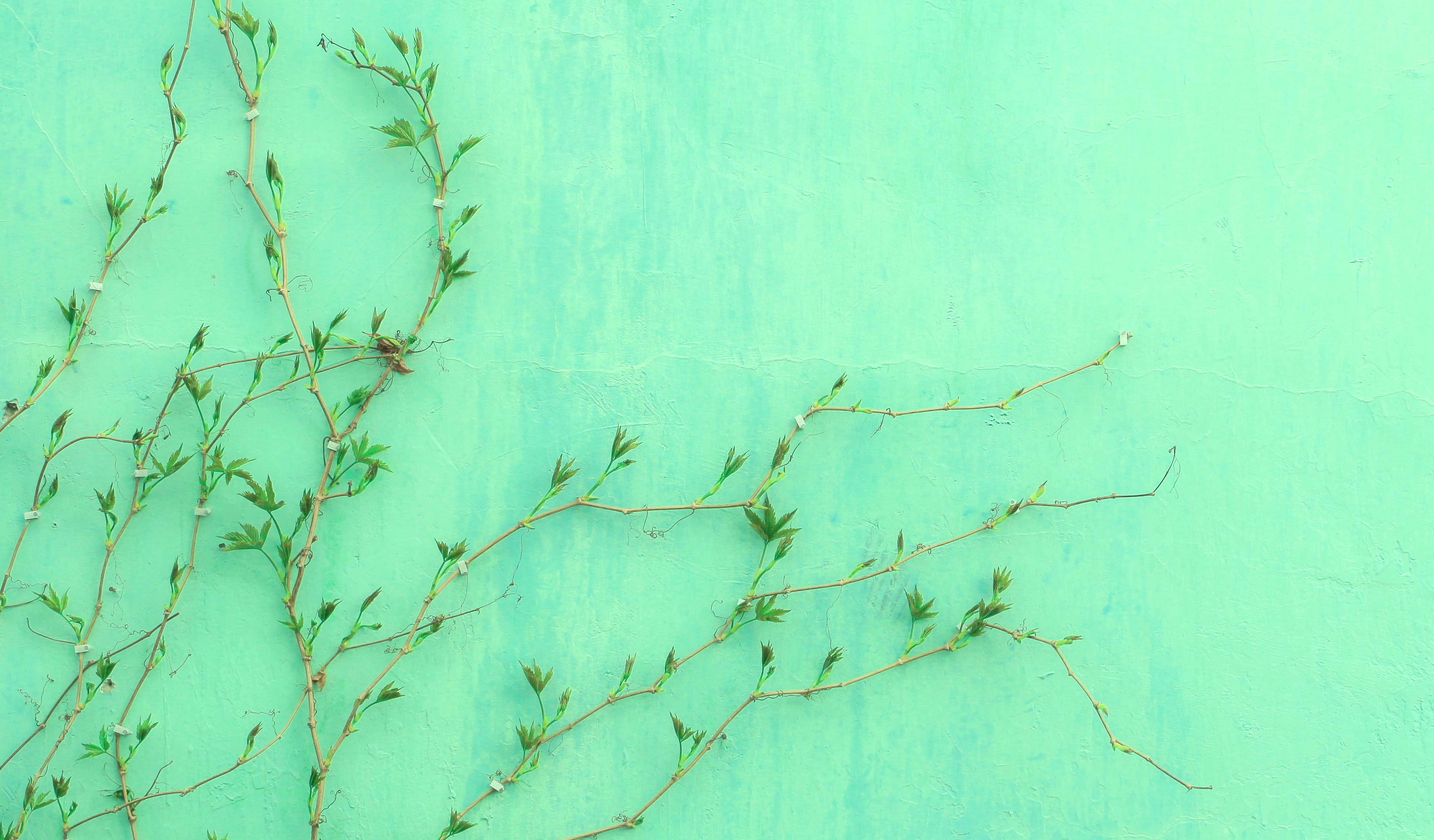 Pastel æstetisk grøn vinplante billeder Wallpapers