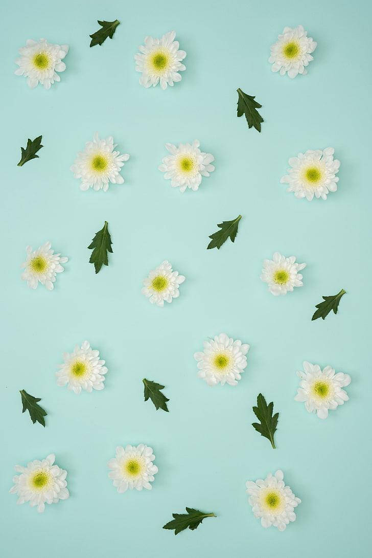 Pastelblå iPhone-blomster Wallpapers