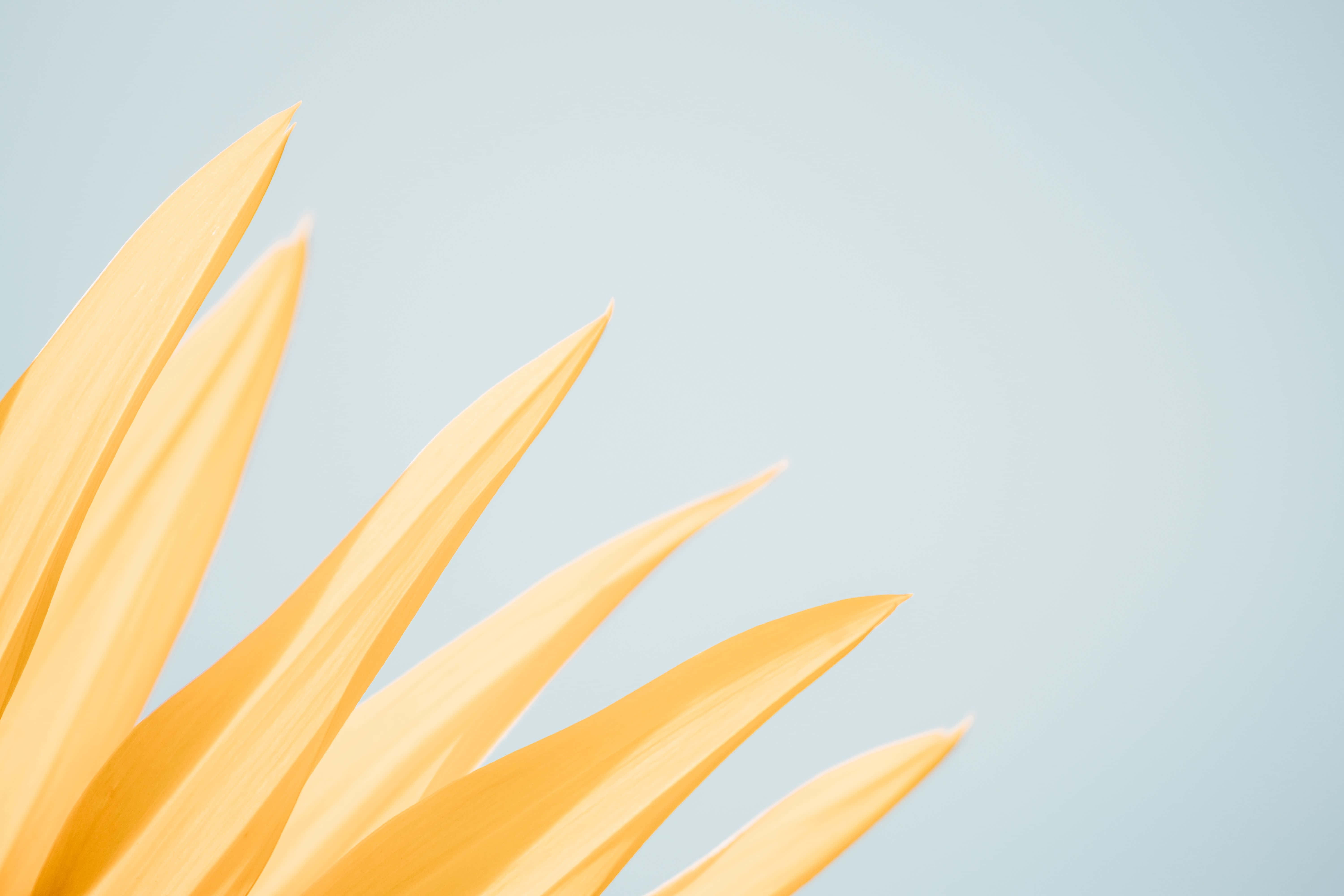 Pastelgul baggrund Wallpapers
