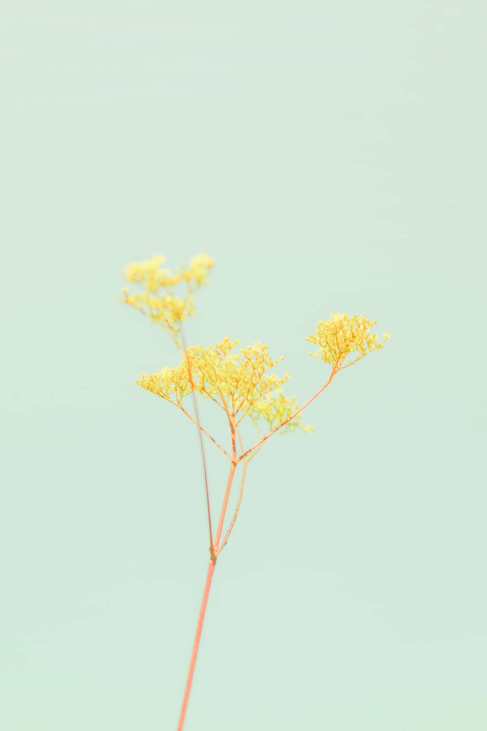 Pastelgul æstetik med blomst Wallpapers