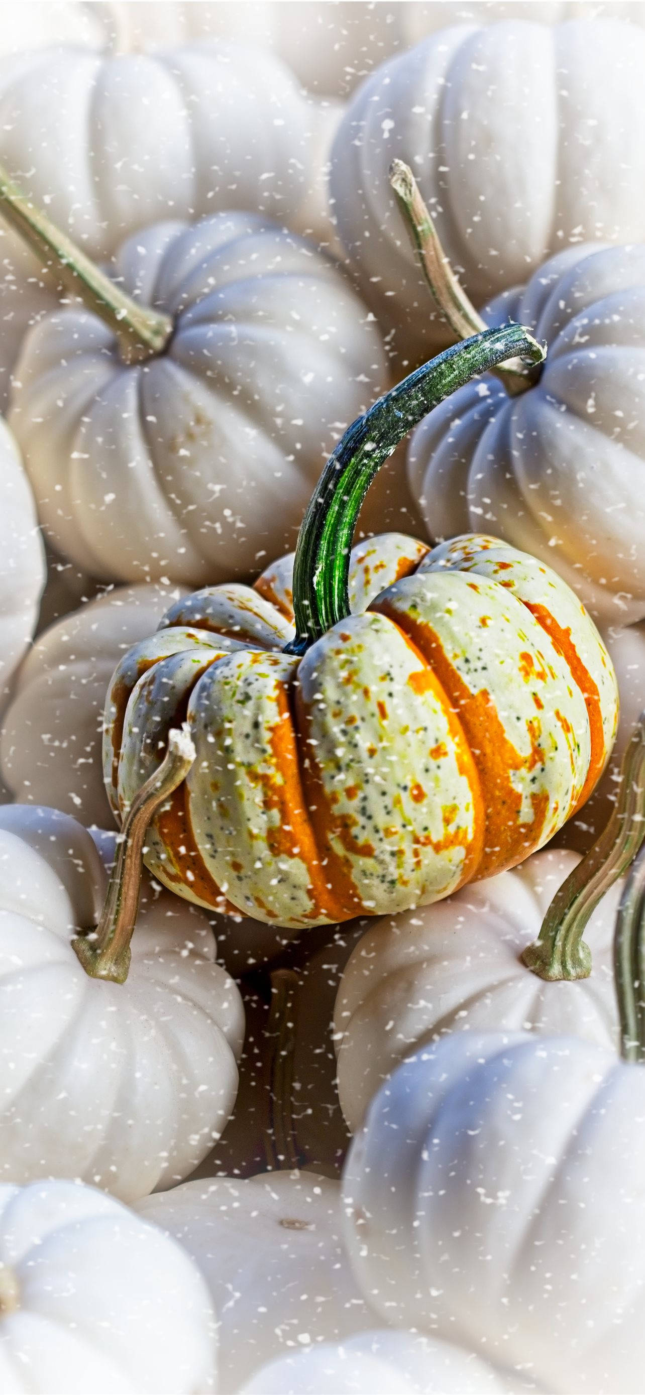 Pile Of Pumpkins Thanksgiving Aesthetic iPhone Wallpapers