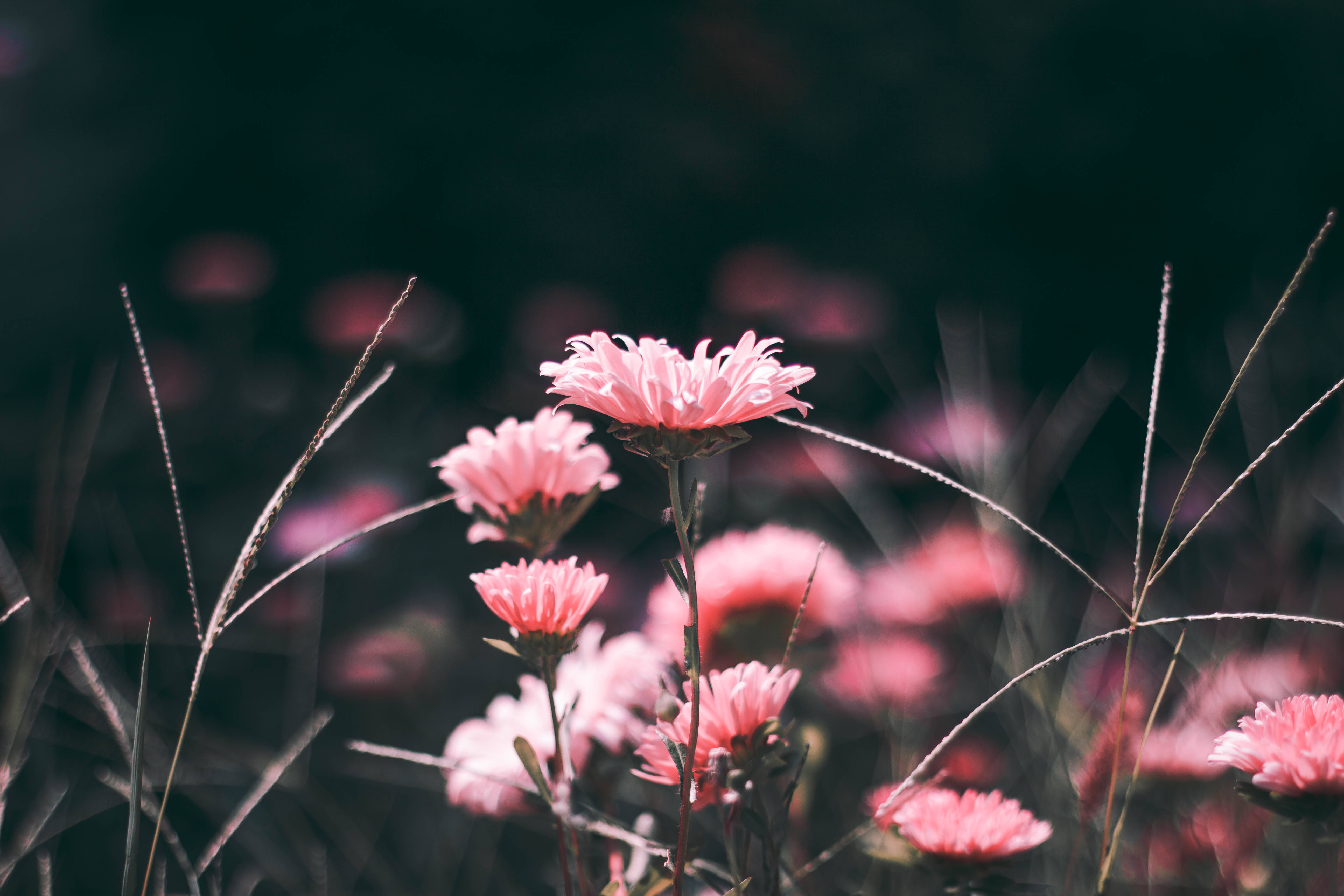 Pink æstetisk blomst i græs Wallpapers