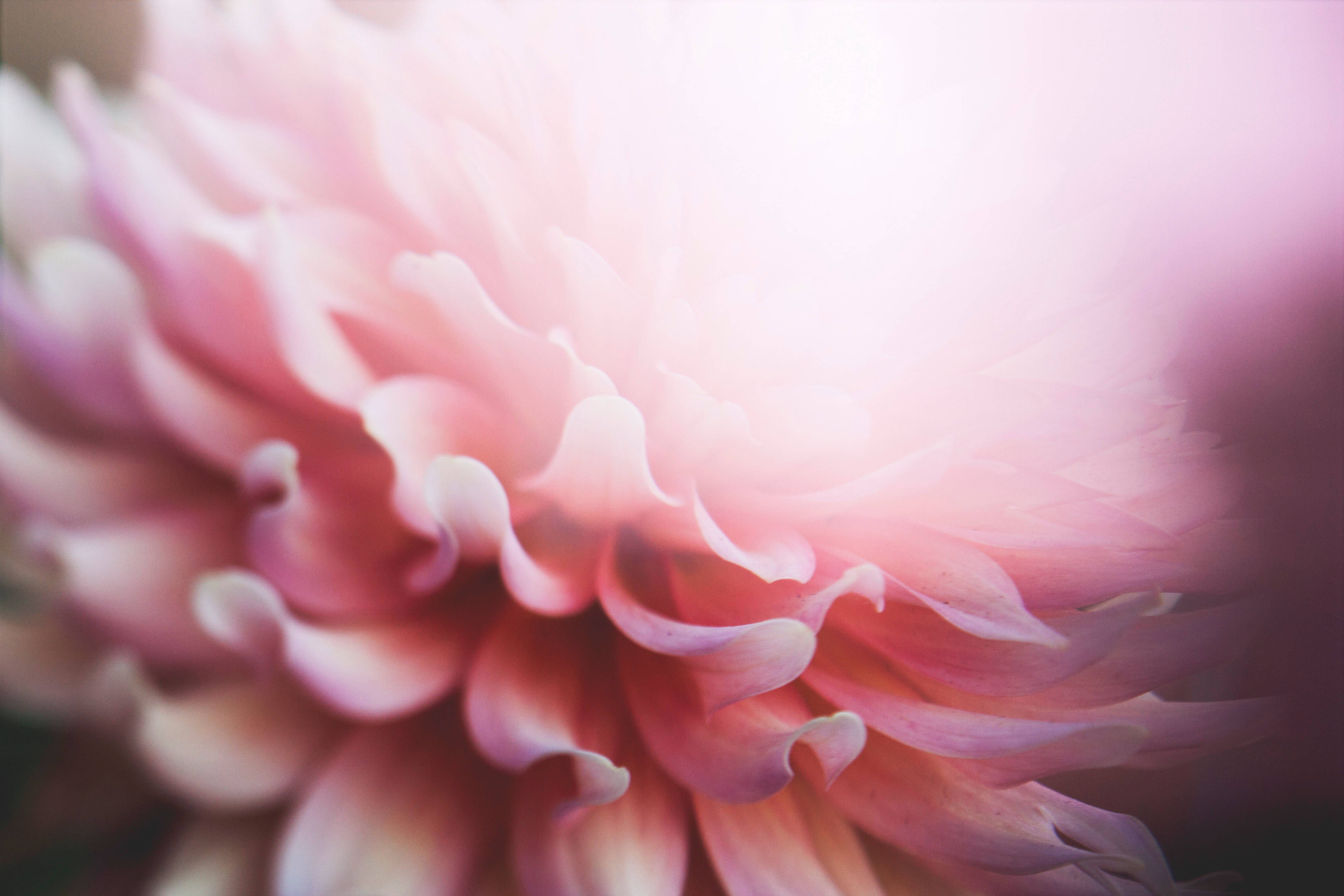 Pink blomst med kronblade i æstetisk stil Wallpapers