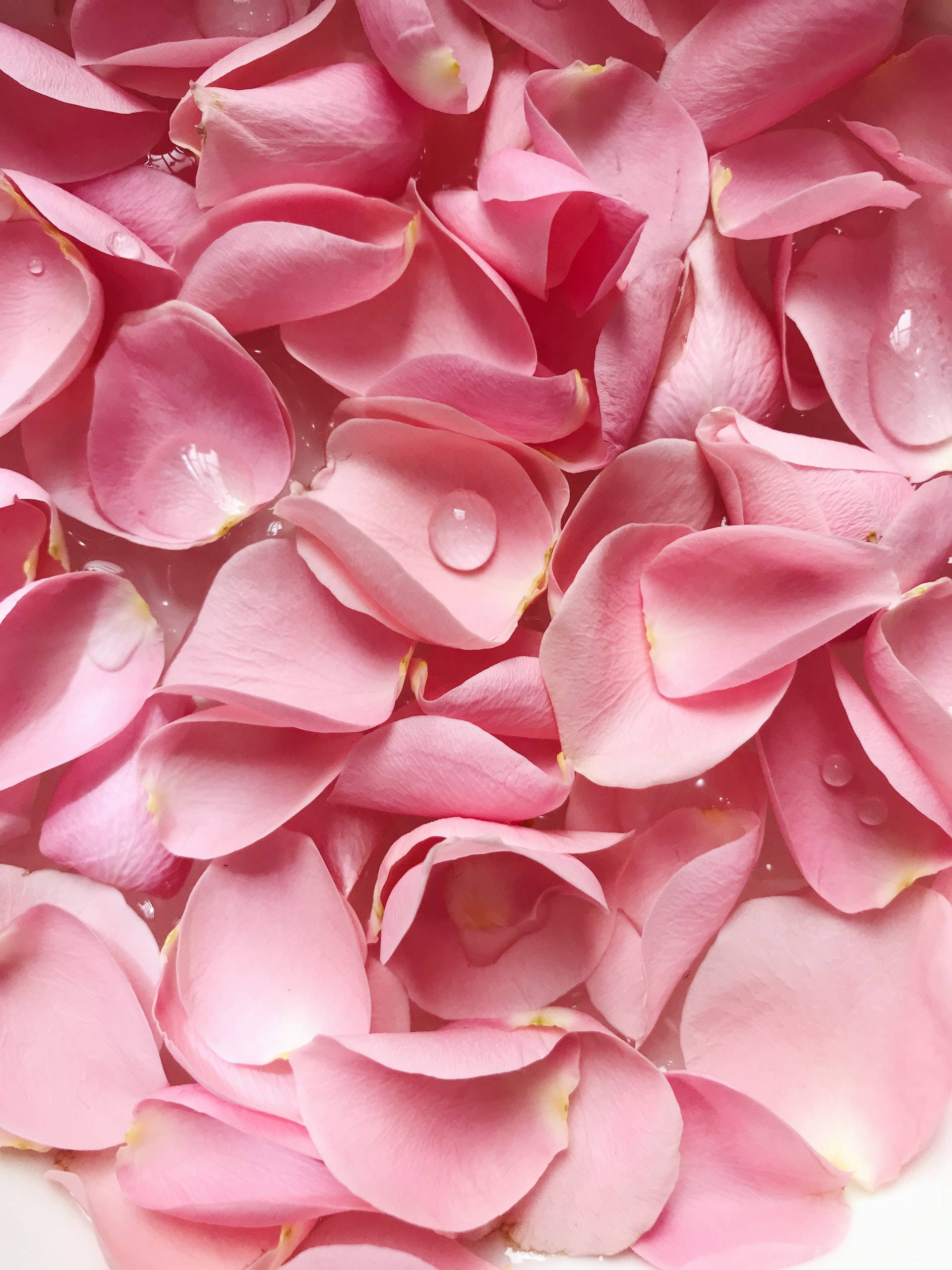 Pink blomsterblad rose æstetik Wallpapers