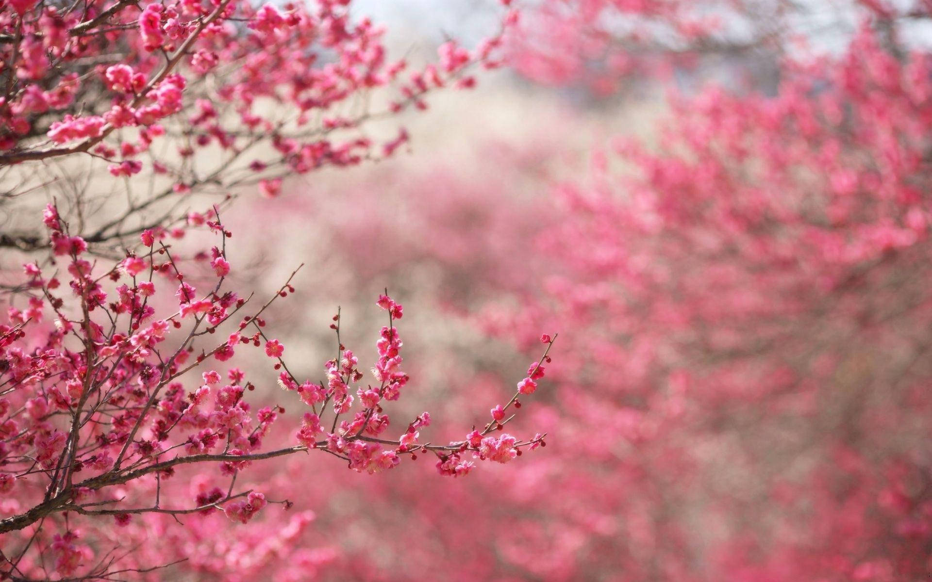 Pink Blomstergrene Wallpapers