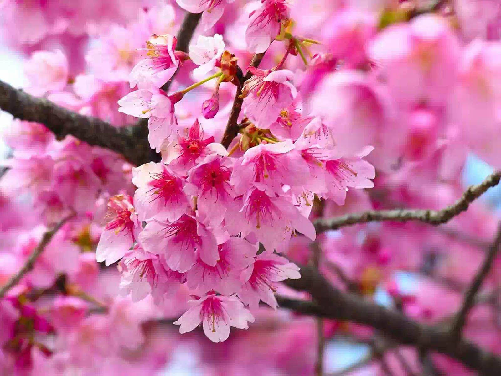 Pink Blomstrende Kirsebærtræ Wallpapers