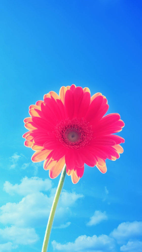 Pink-blomstret blomst iPhone Wallpapers