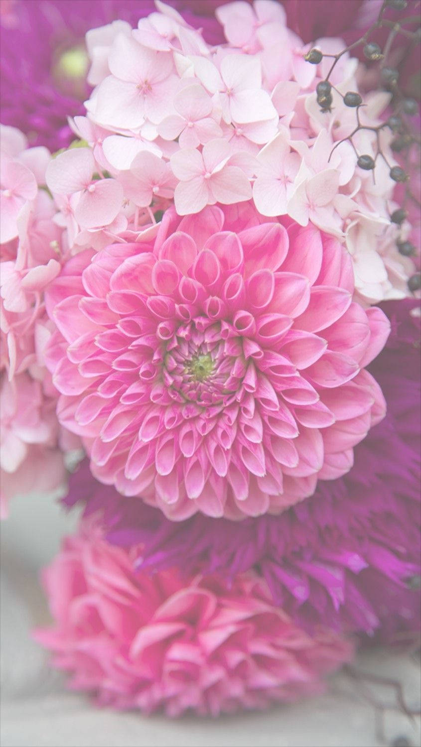Pink Dahlia Blomst iPhone Wallpapers
