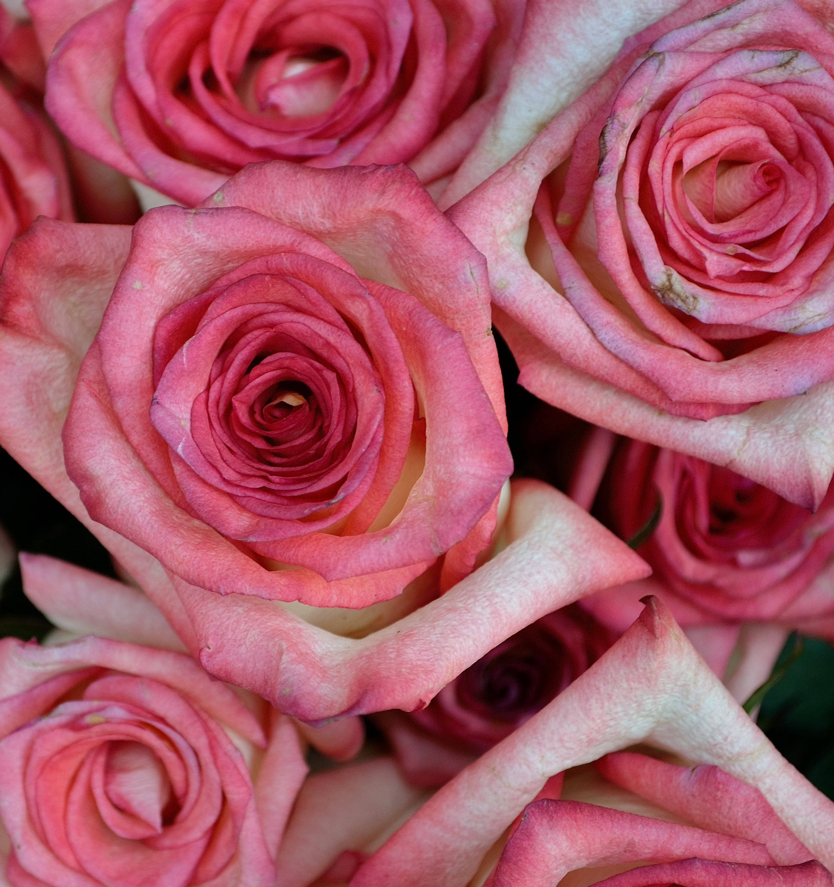 Pink farve roser tæt på Wallpapers