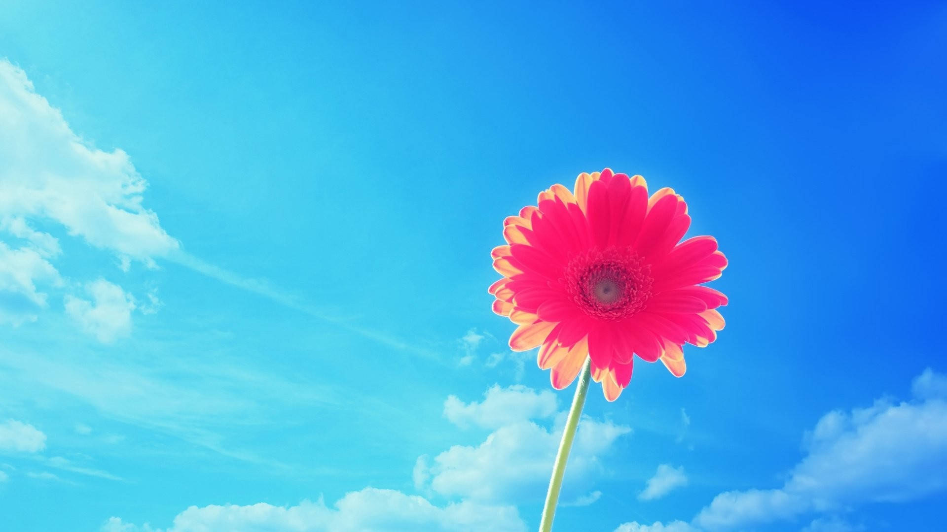 Pink Gerbera Sommer Skrivebord Wallpapers