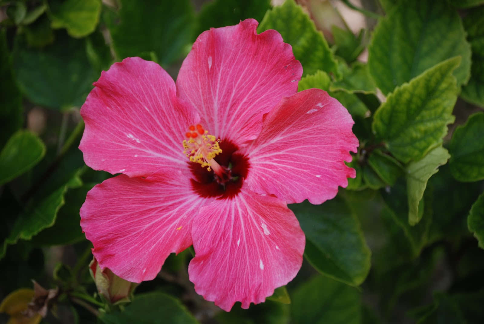 Pink hibiscus tropiske planter billede Wallpapers