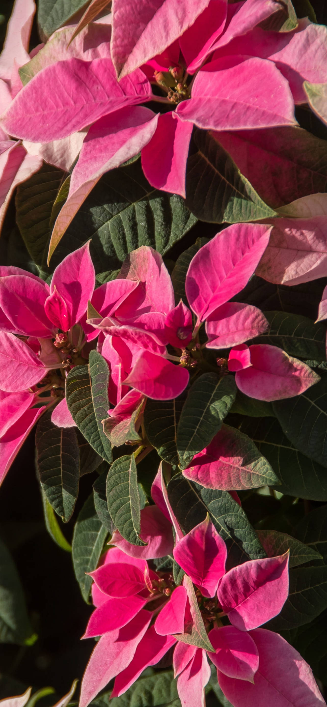 Pink Julestjerne HD Wallpapers