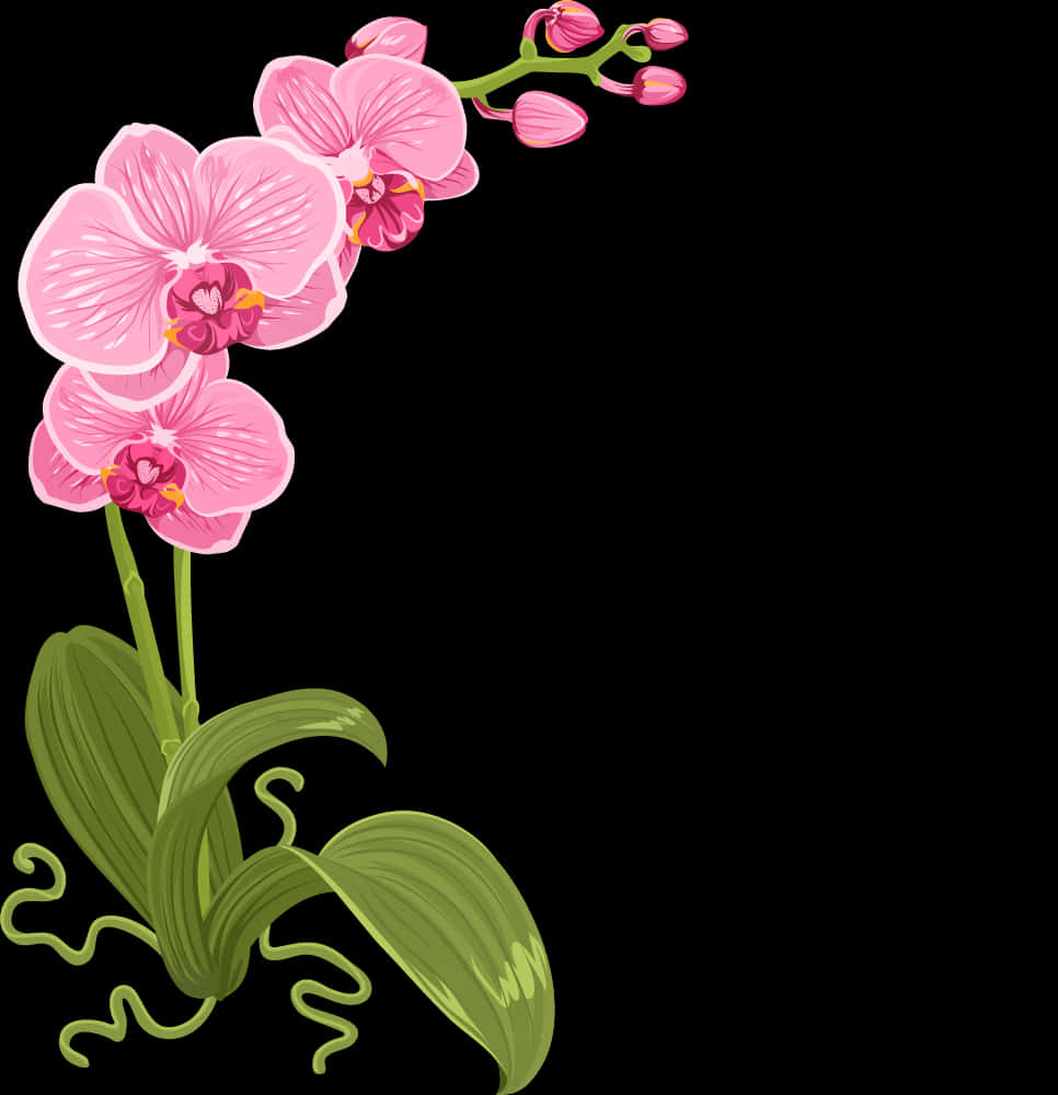 Pink orkidé illustration Wallpapers