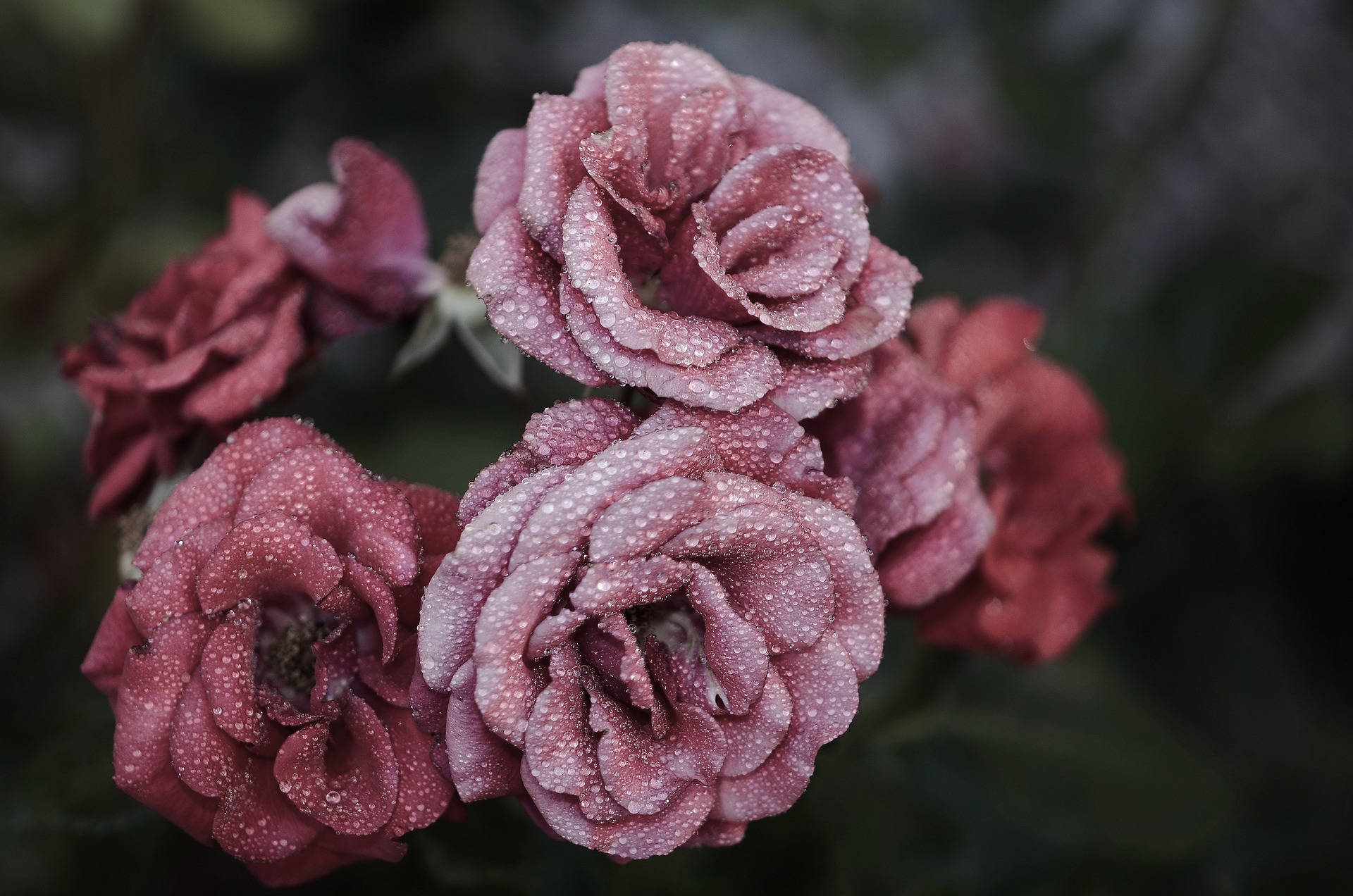 Pink Petal Rose Æstetik Wallpapers