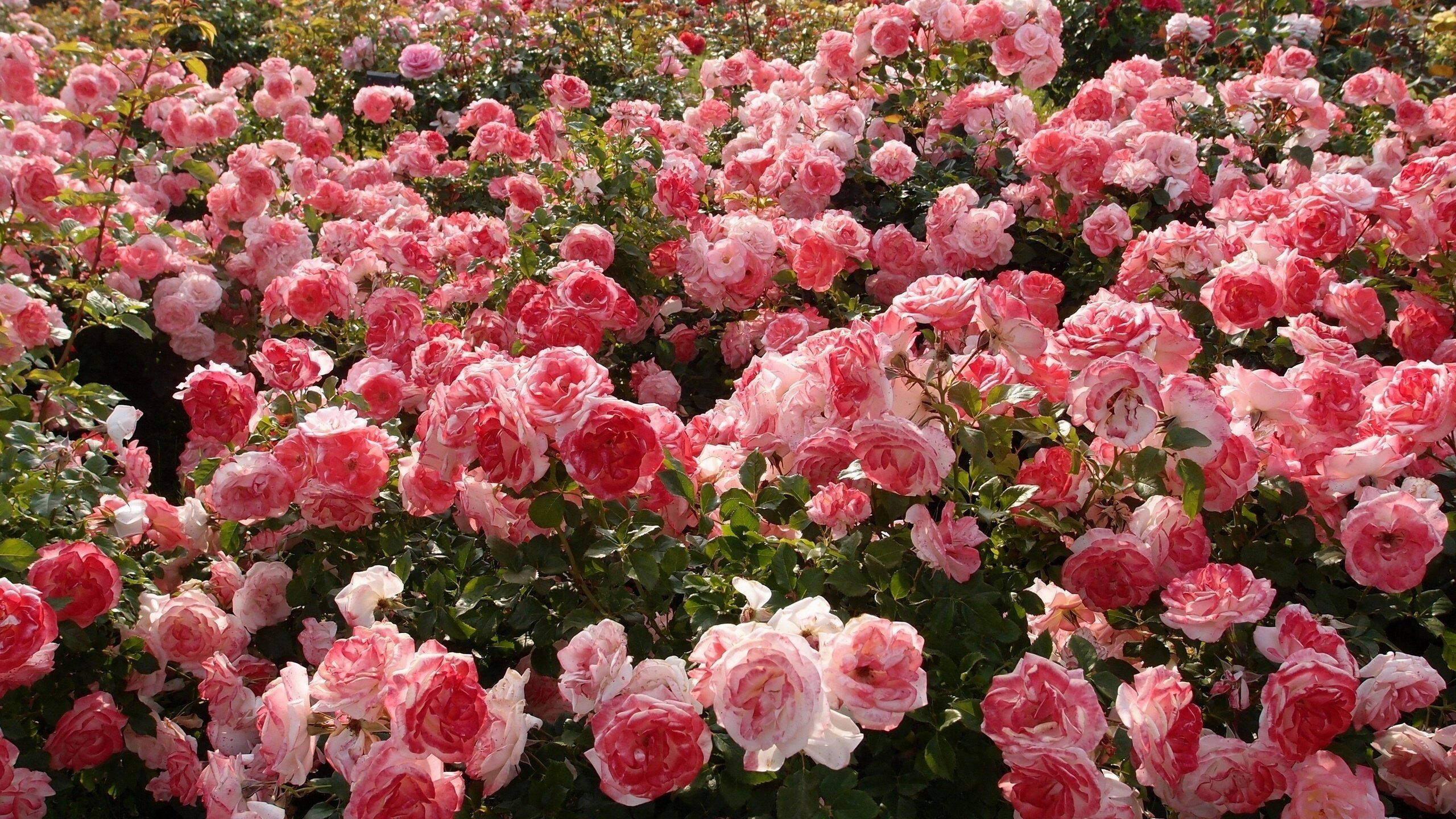 Pink Rose Æstetik Wallpapers