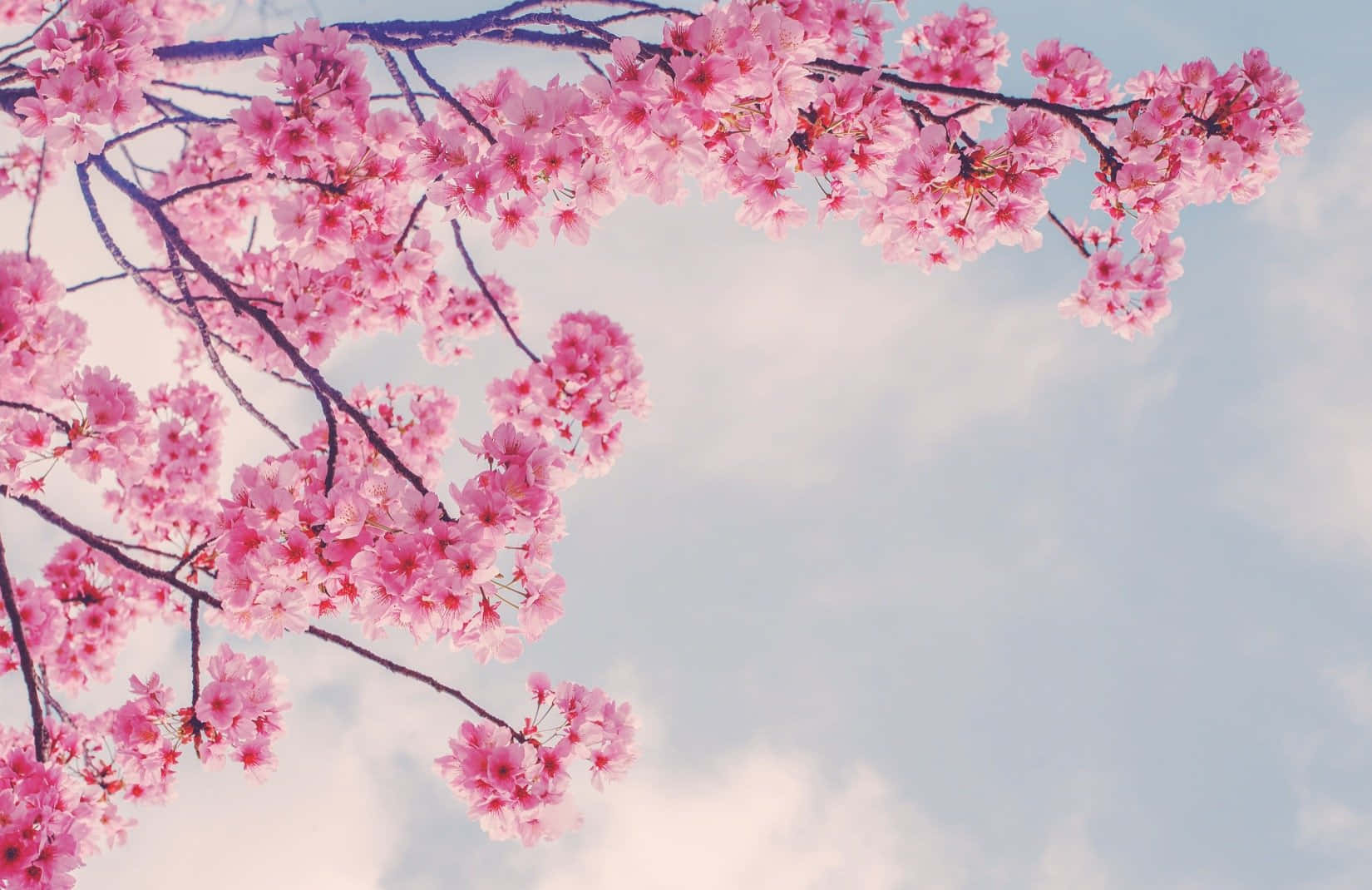 Pink Sakura-grene om foråret Wallpapers