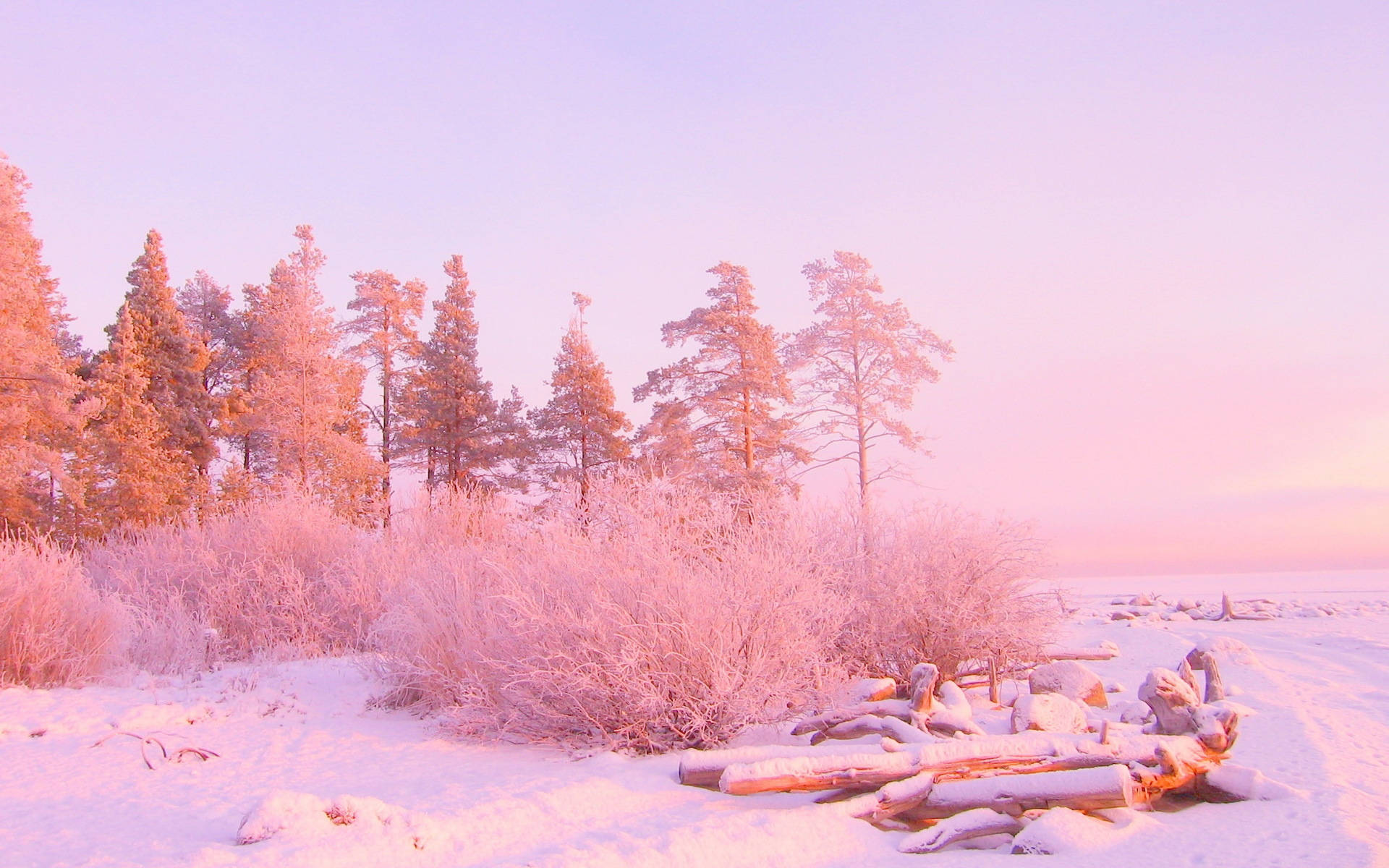 Pink Skov Sne Æstetik Wallpapers