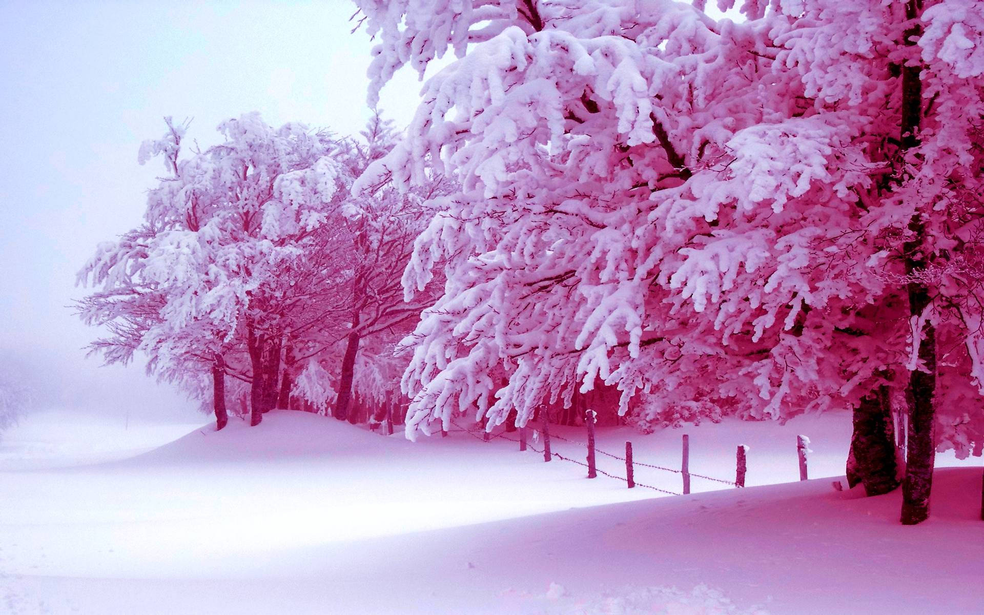 Pink Træ Sne Æstetik Wallpapers