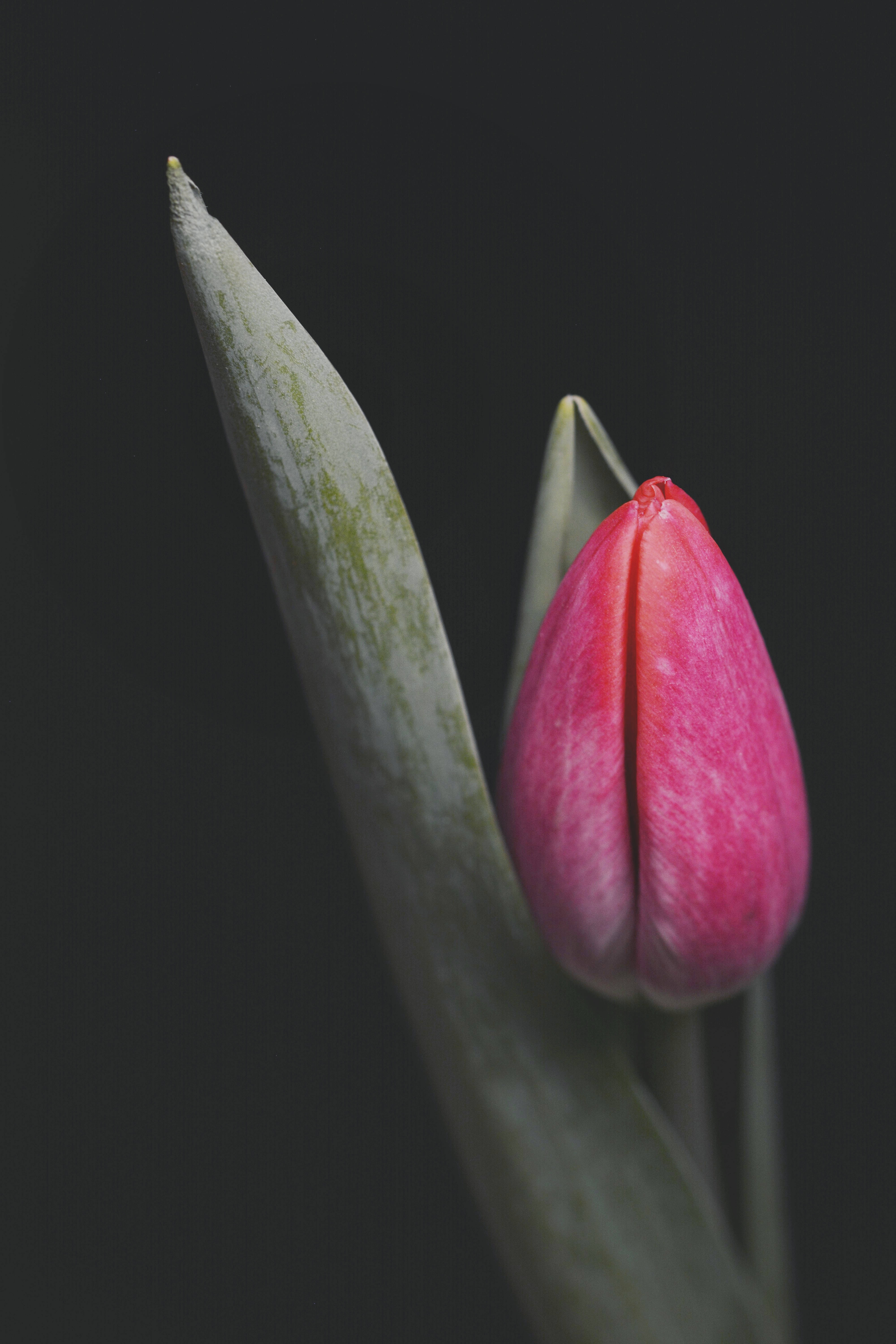 Pink tulipan blomst iPhone Wallpapers