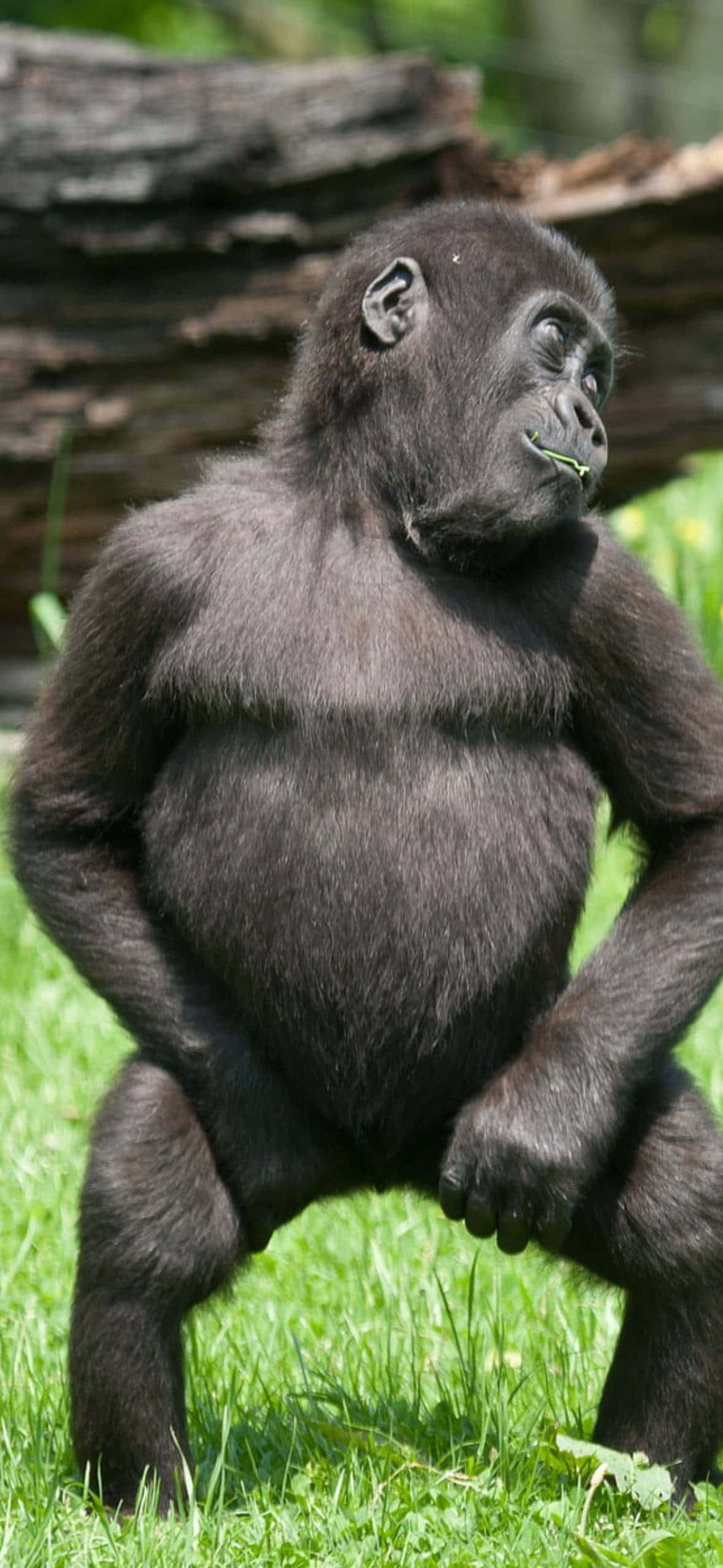 Pixel 3 Dansende Ung Gorilla Baggrund Wallpapers