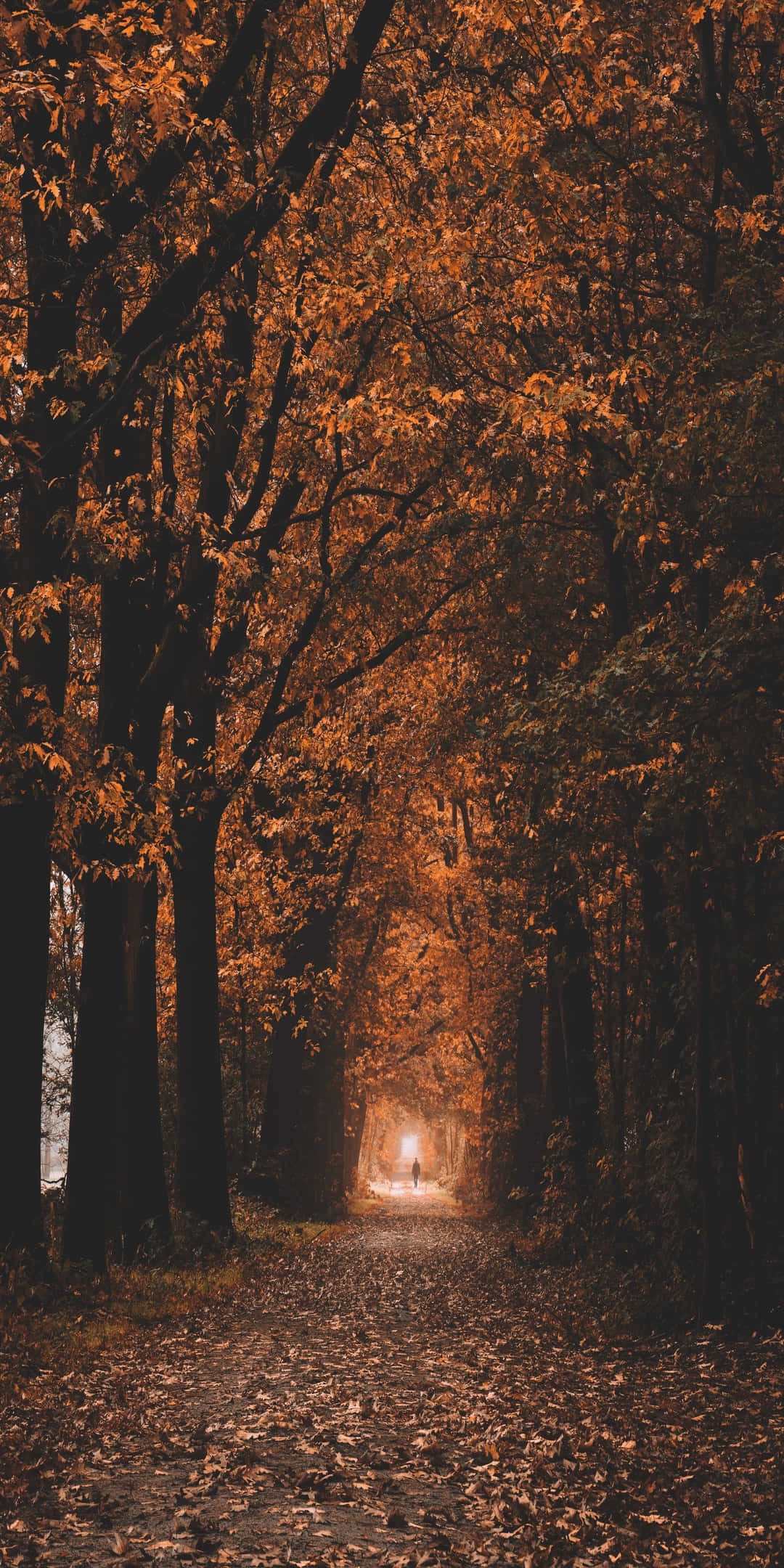 Pixel 3 Efterår Smal Vej Omgivet Af Træer Baggrund Wallpapers