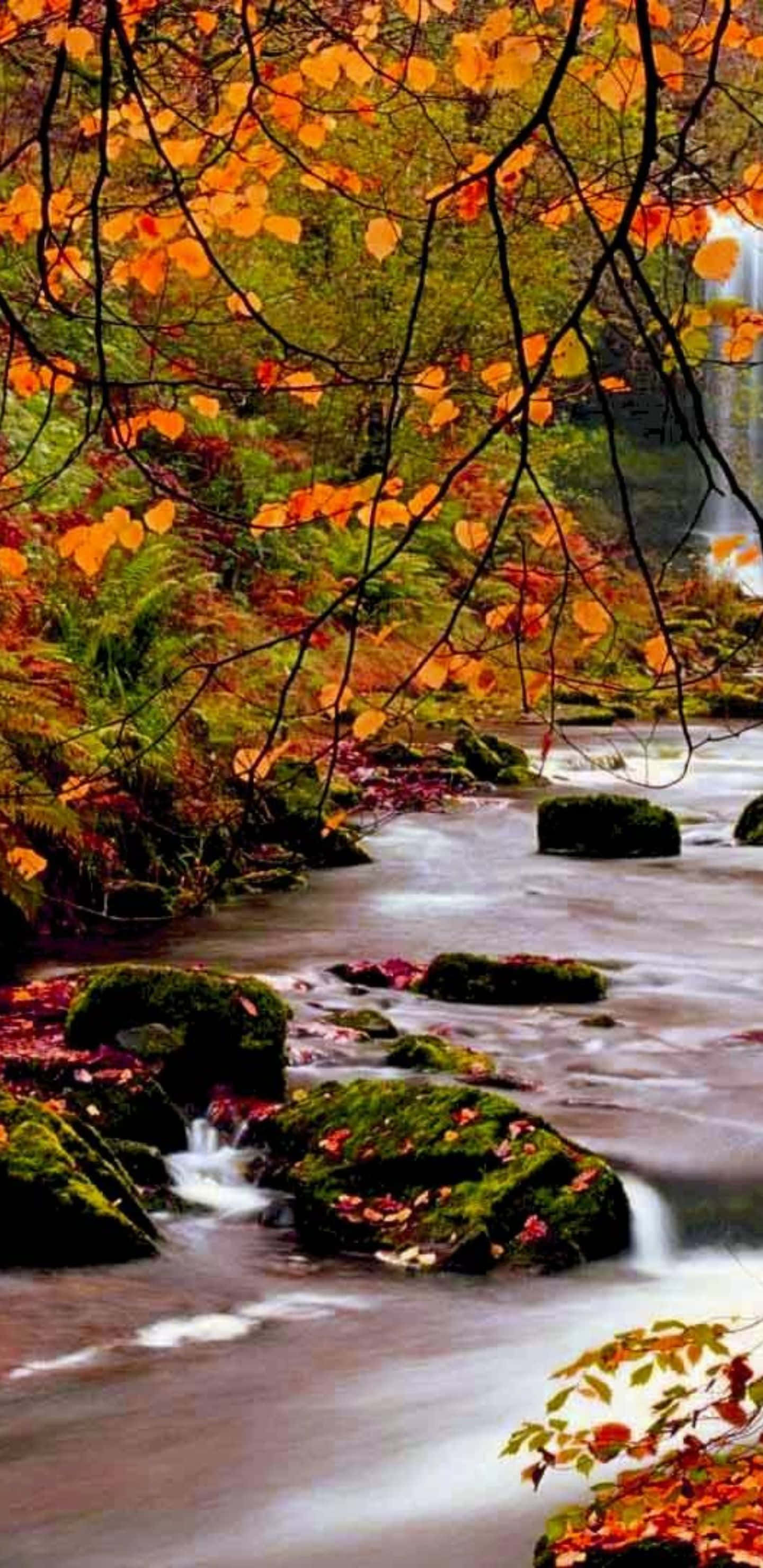 Pixel 3xl Efterårsbaggrund Flod i Skoven Wallpapers