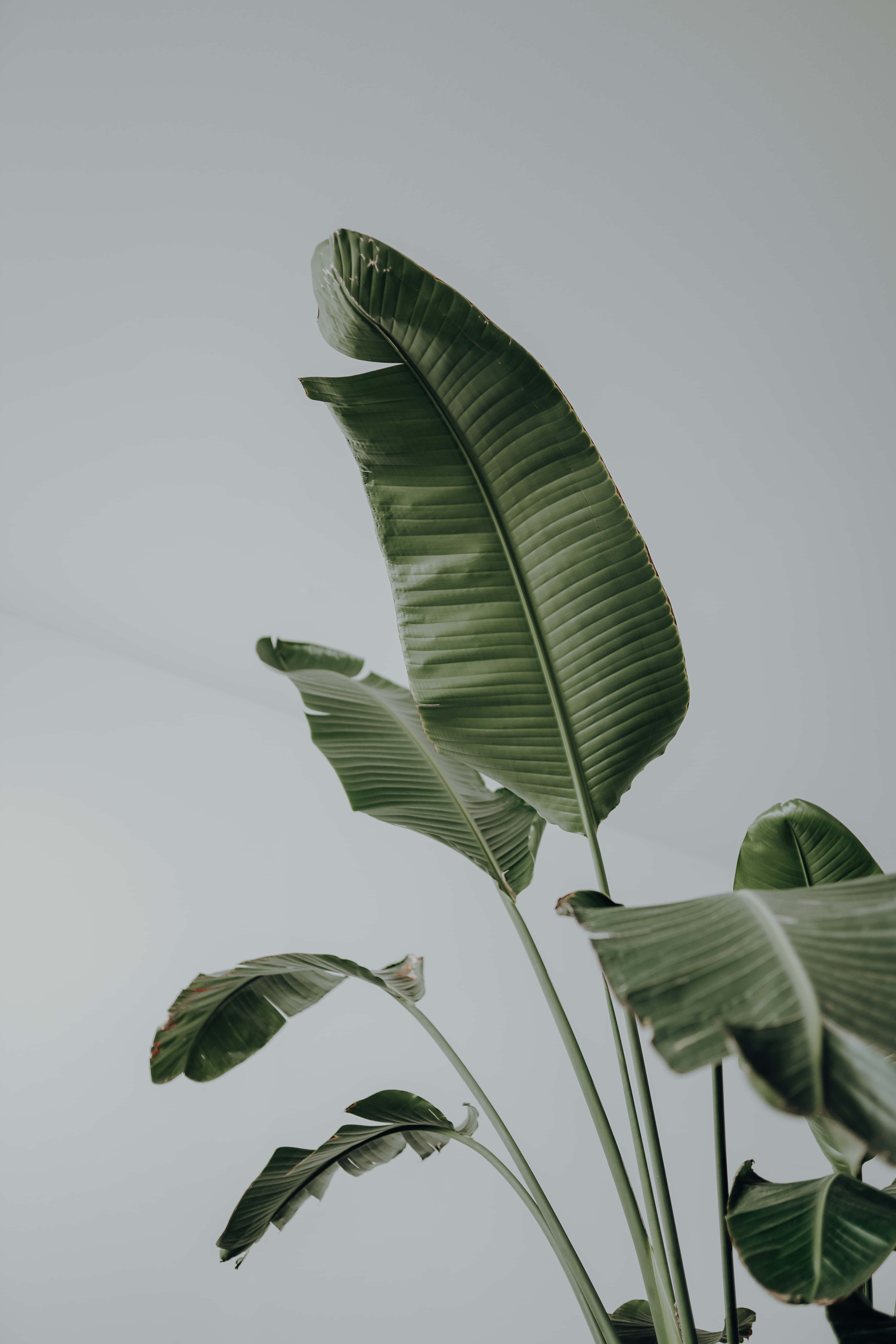plante med blade i en hvid vase Wallpapers
