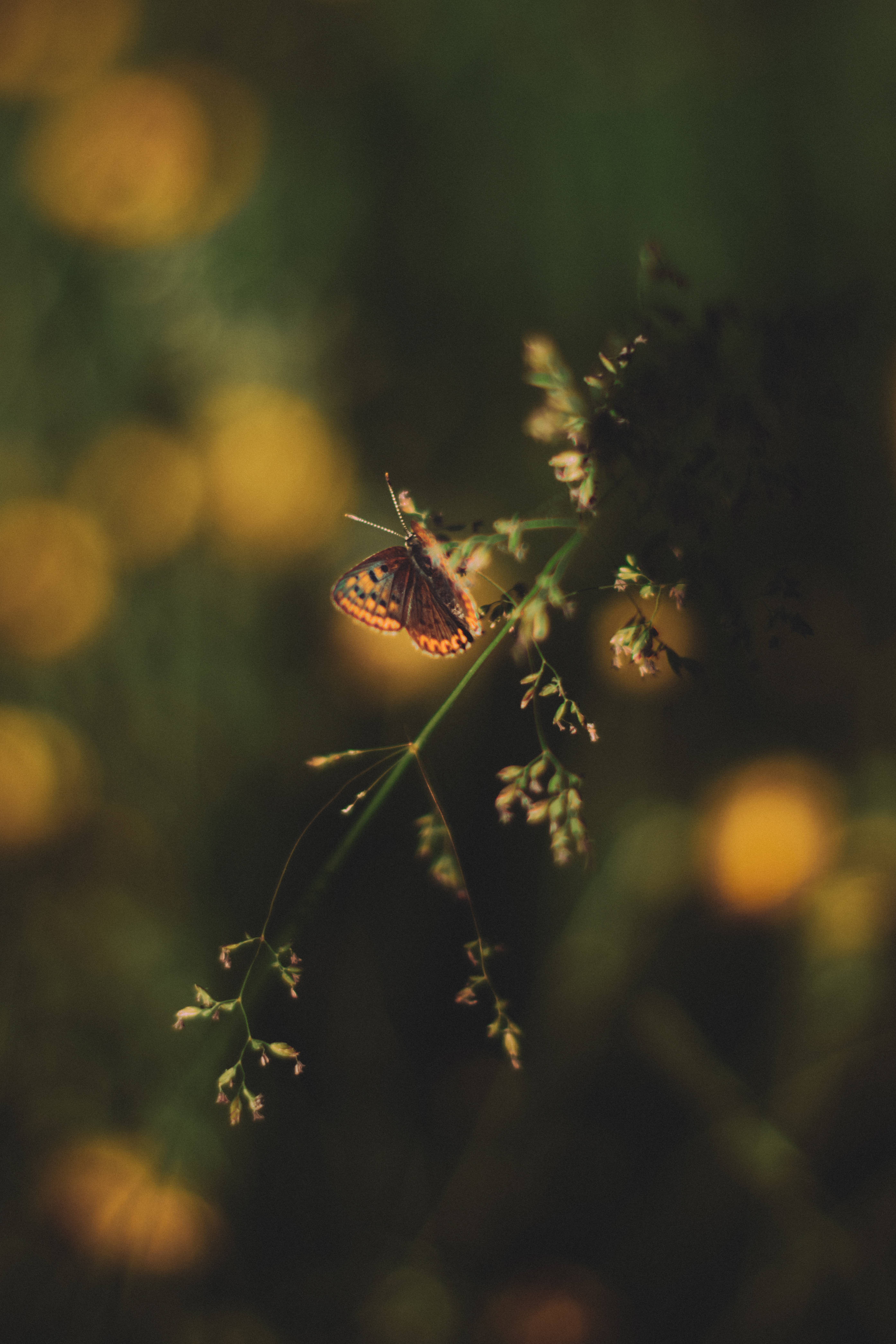 Plettet æstetisk sommerfugl Wallpapers