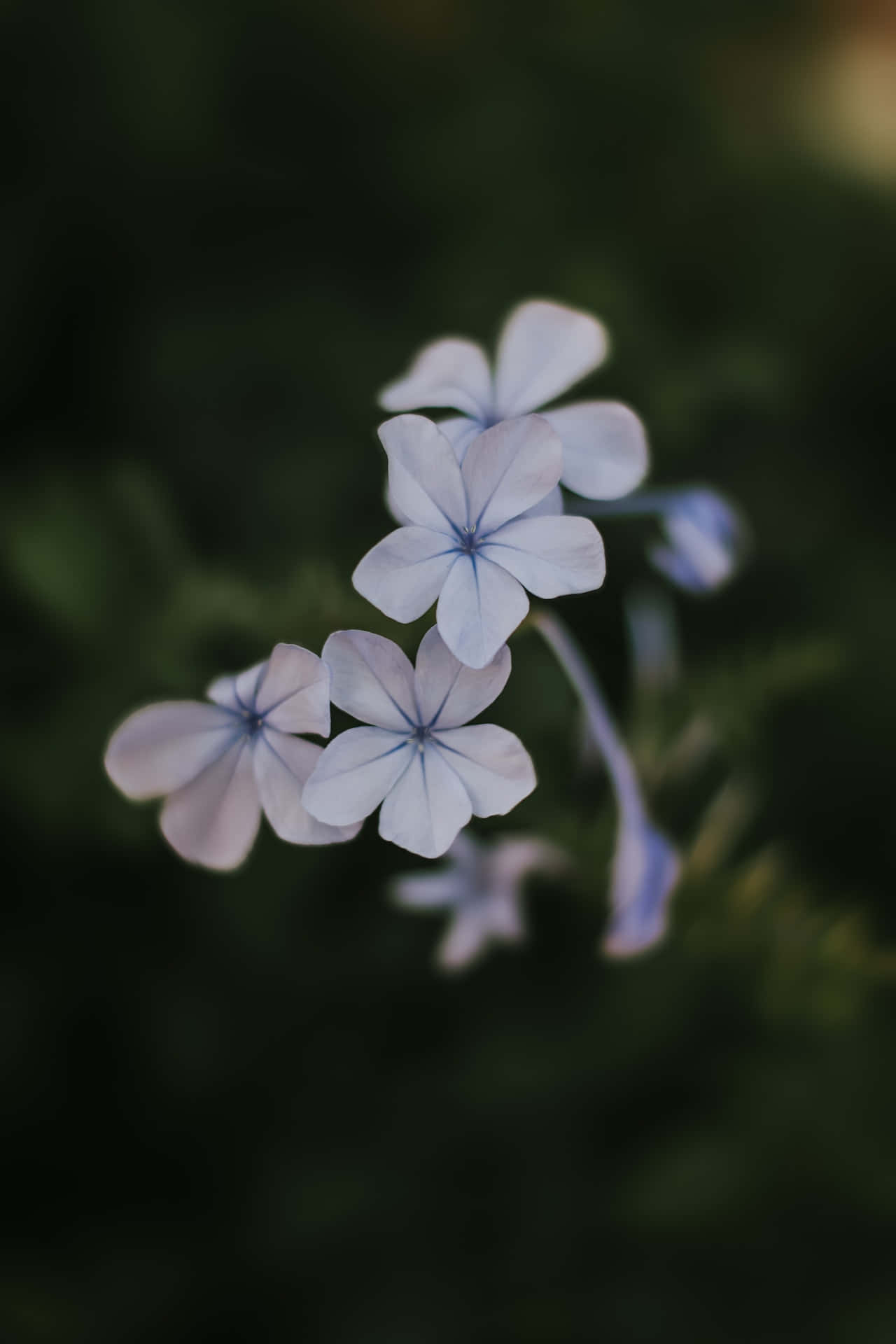 Plumbago blå blomster telefon Wallpapers