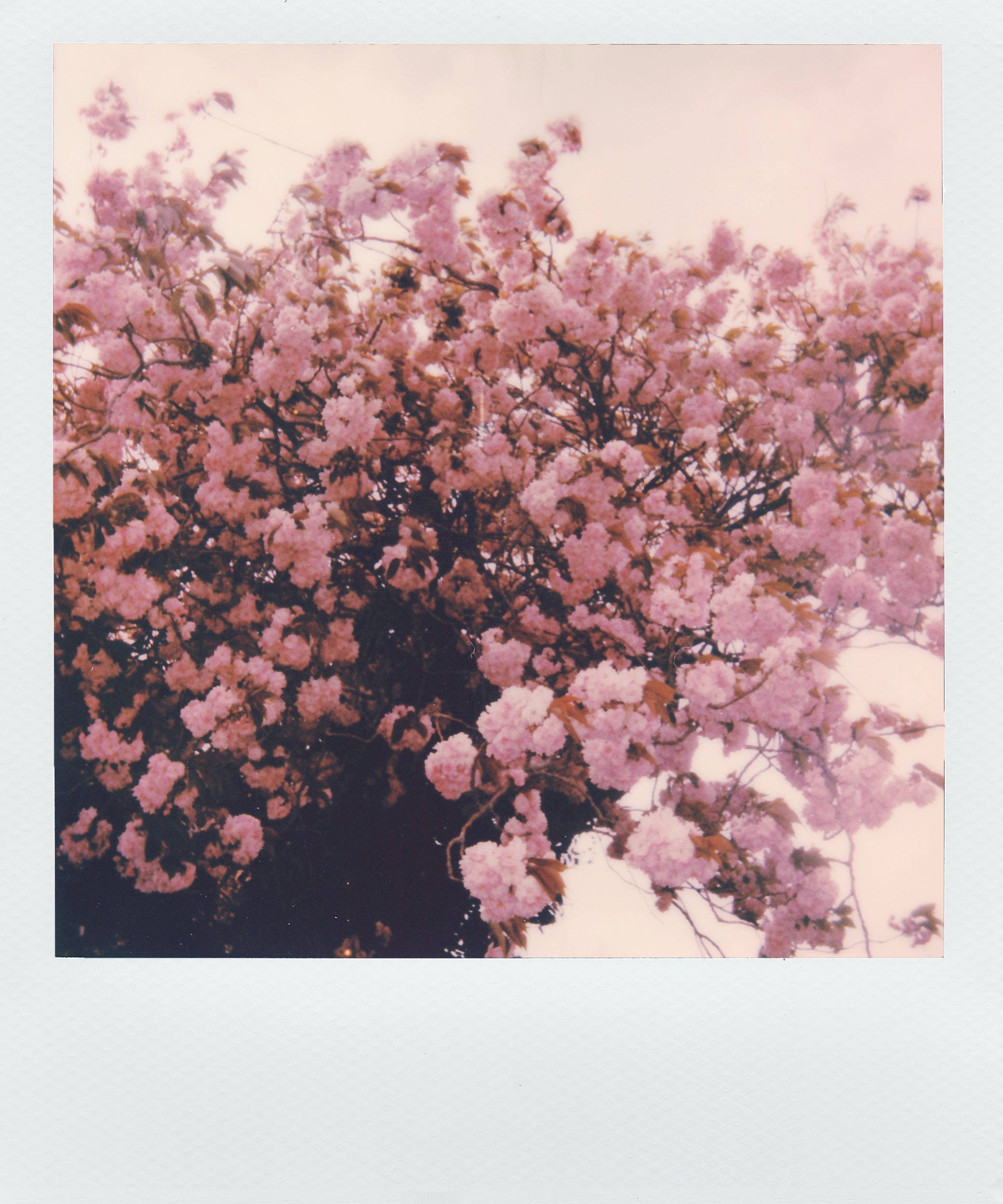 Polaroidbillede af lyserøde blomster æstetik Wallpapers