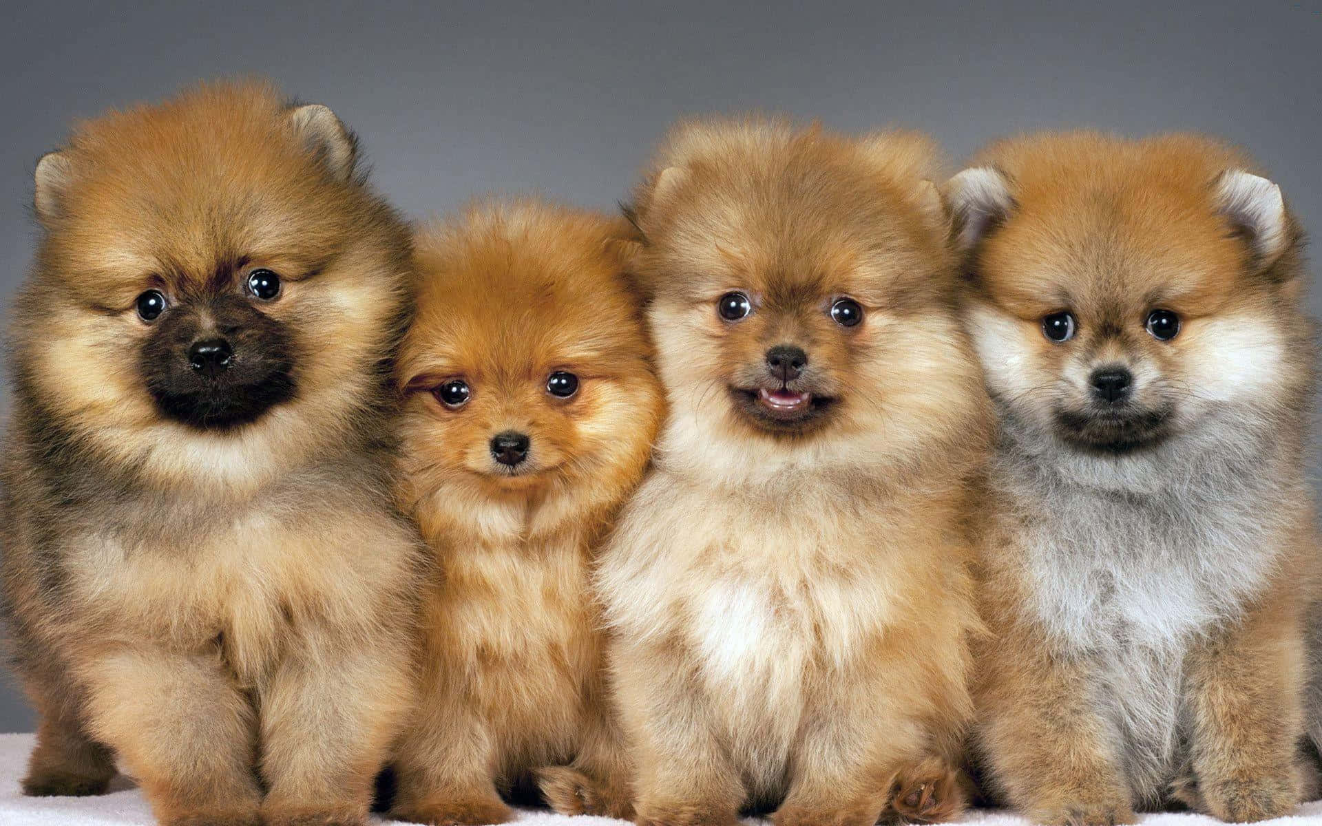 Pomeranian med brun pels Wallpapers