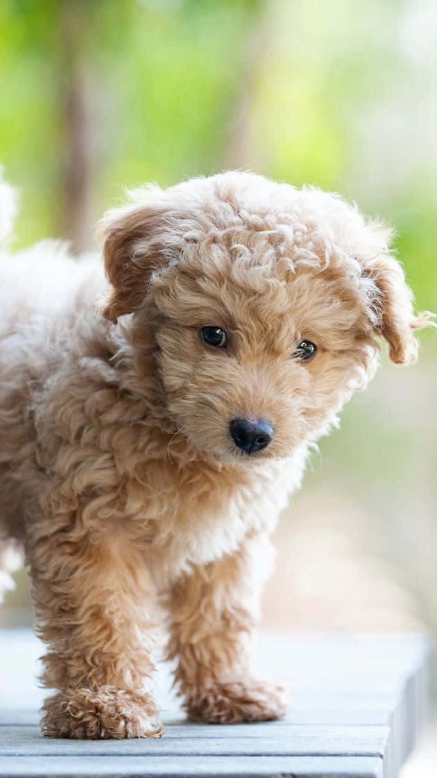 Portrætbillede af en lille Goldendoodle-hund Wallpapers