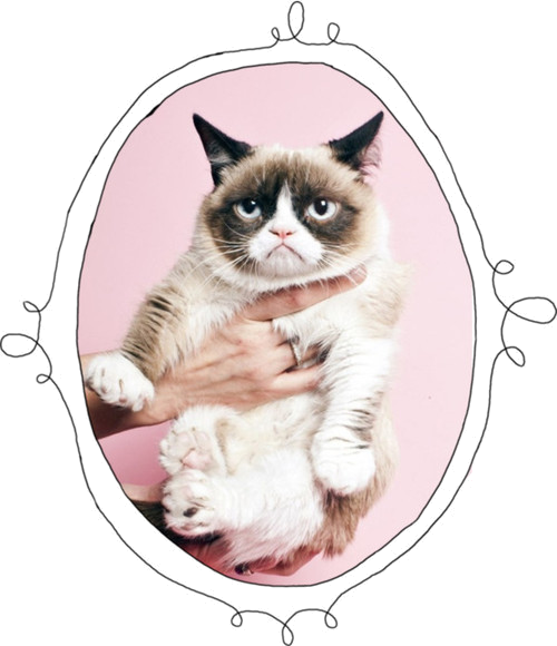 Portræt af en sur kat Wallpapers