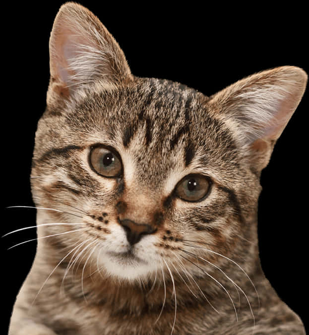 Portræt af en tabbykat med sort baggrund Wallpapers