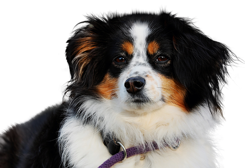 Portræt af en tri-color australsk fårehund Wallpapers