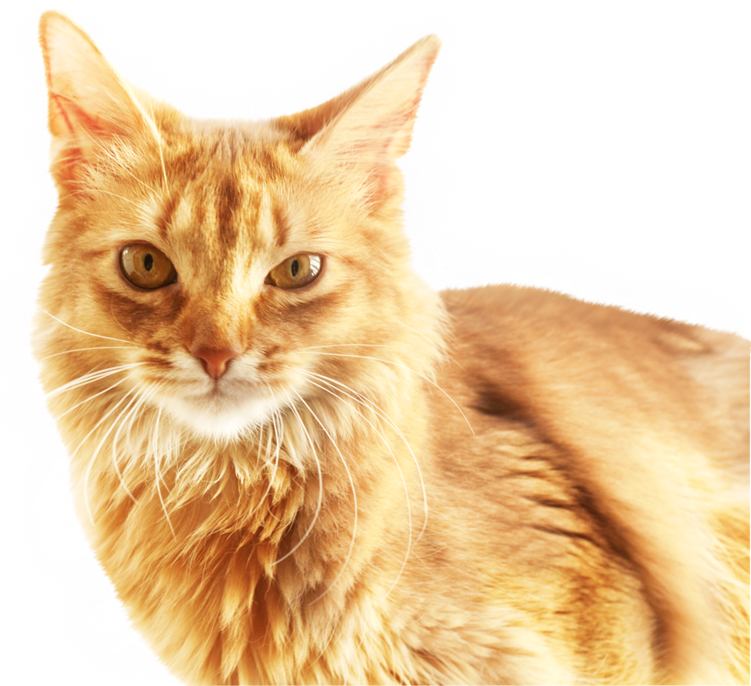 Portræt af ingefærkat Wallpapers