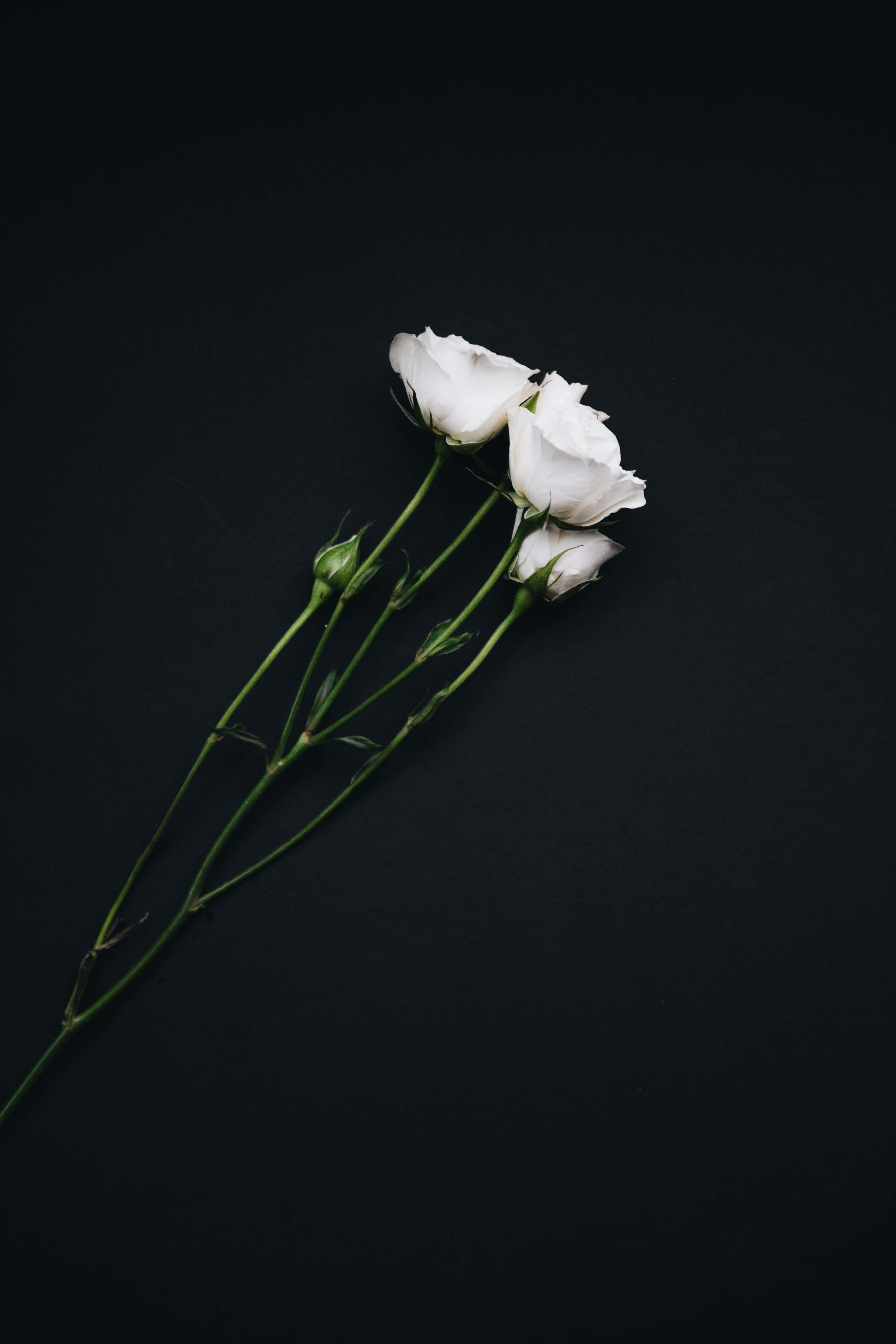 Portræt Sort Æstetik Hvide Roser Baggrund Wallpapers