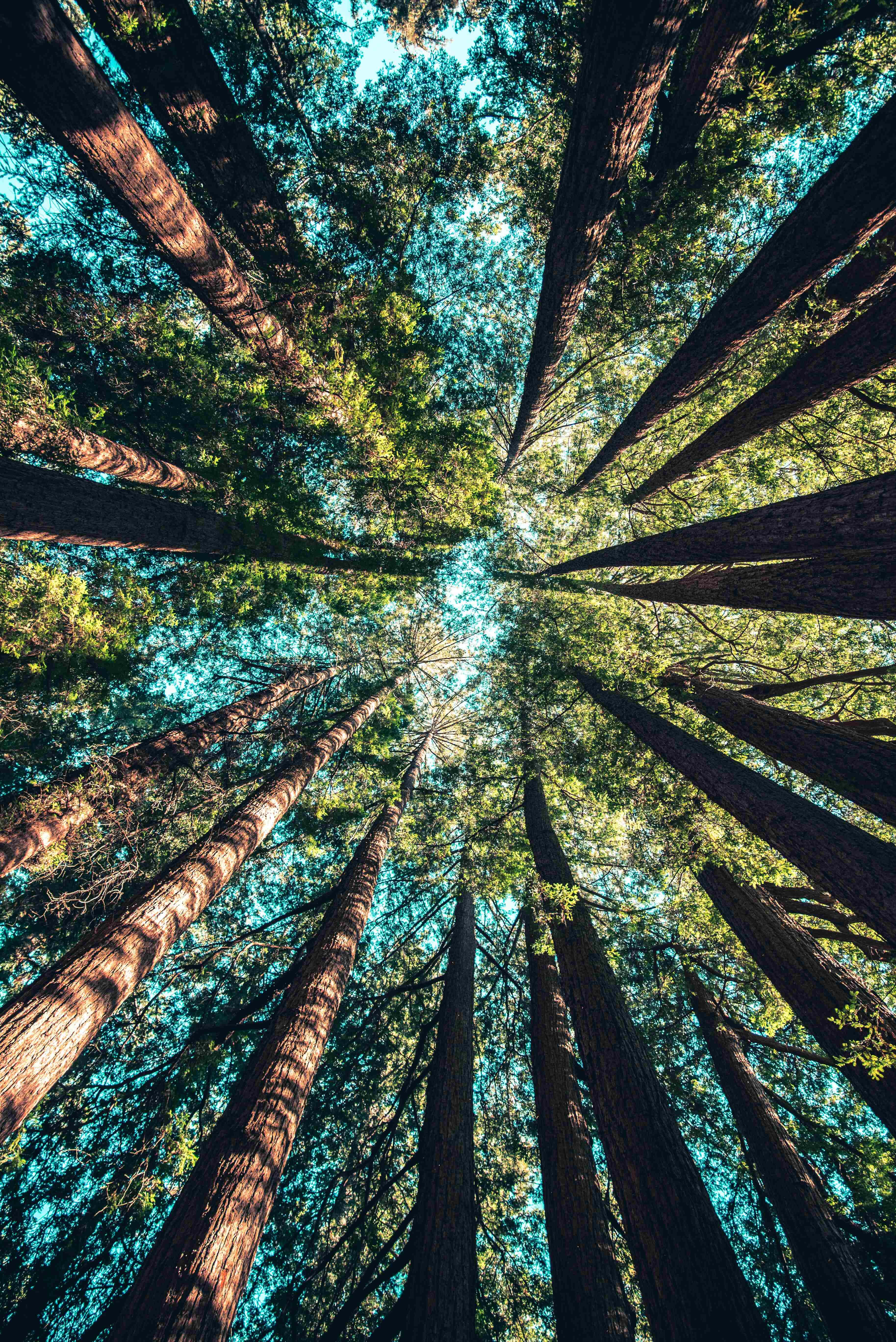 Pragtfuld Redwood-skov iPhone-baggrund Wallpapers