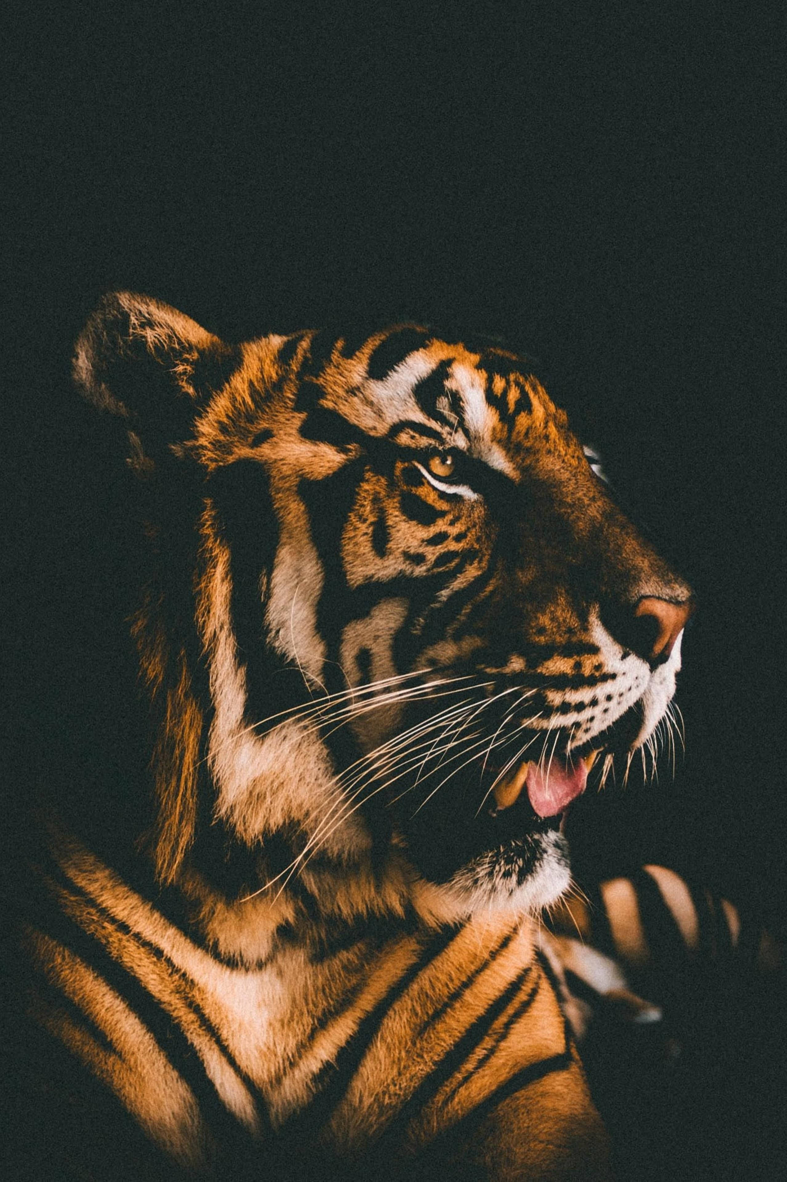 Pragtfuldt Harimau-filmfilter Wallpapers