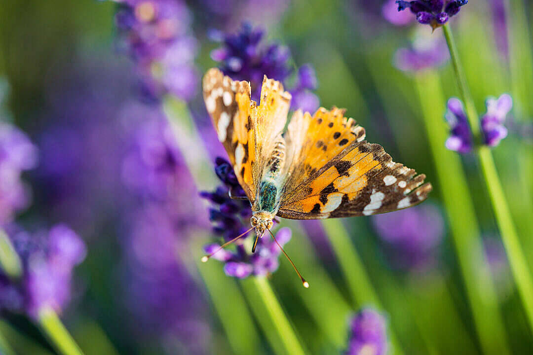 Pragtsommerfugl æstetisk sommerfugl Wallpapers