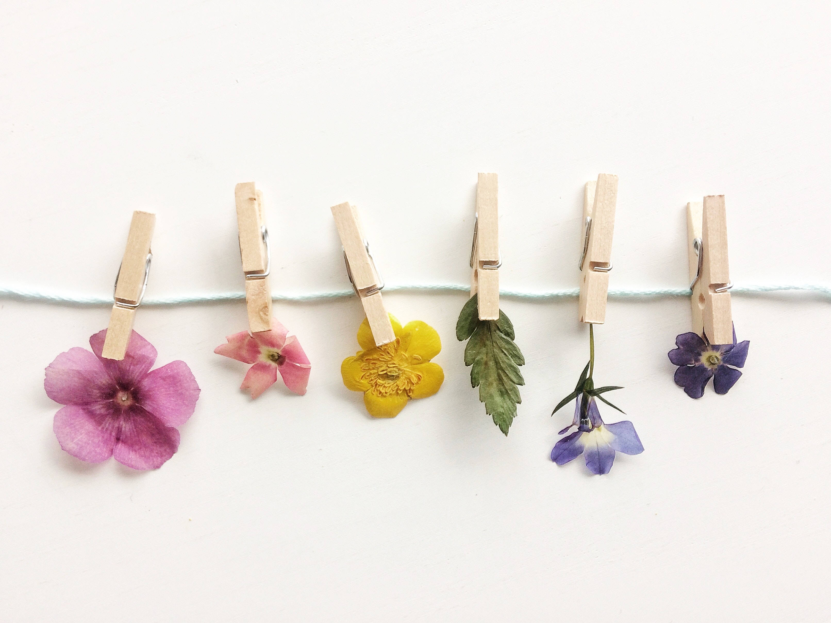 Preppy Æstetik Tørrede Blomster Wallpapers