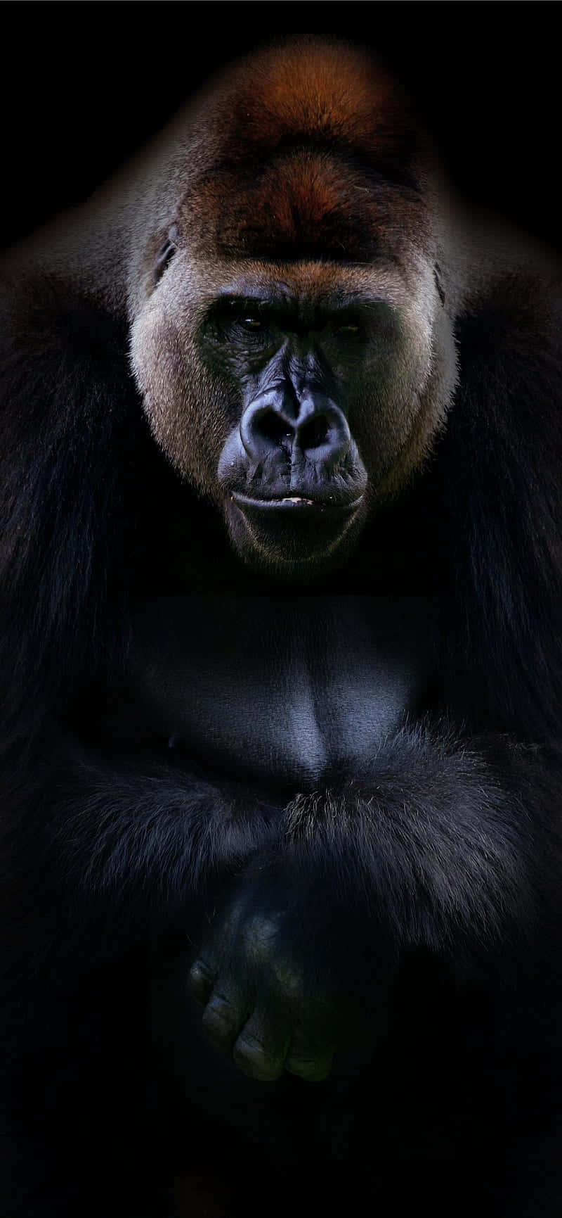 Professionelt portræt bedste gorilla baggrund Wallpapers