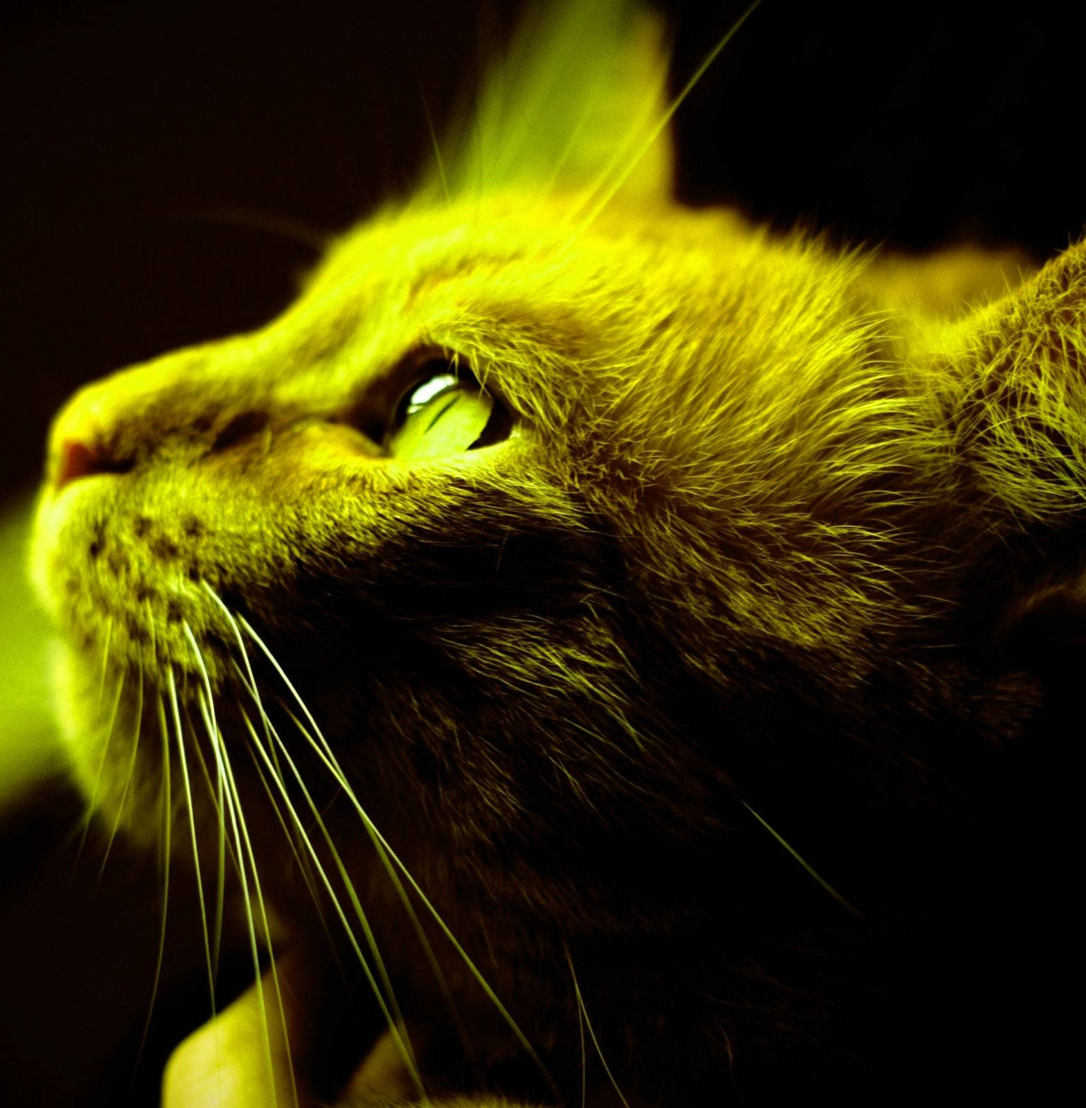 Profilbillede af gul kat Wallpapers