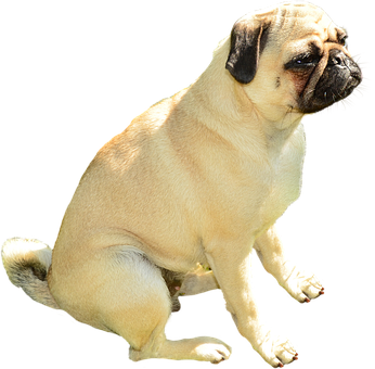 Pug Hund siddende sort baggrund Wallpapers