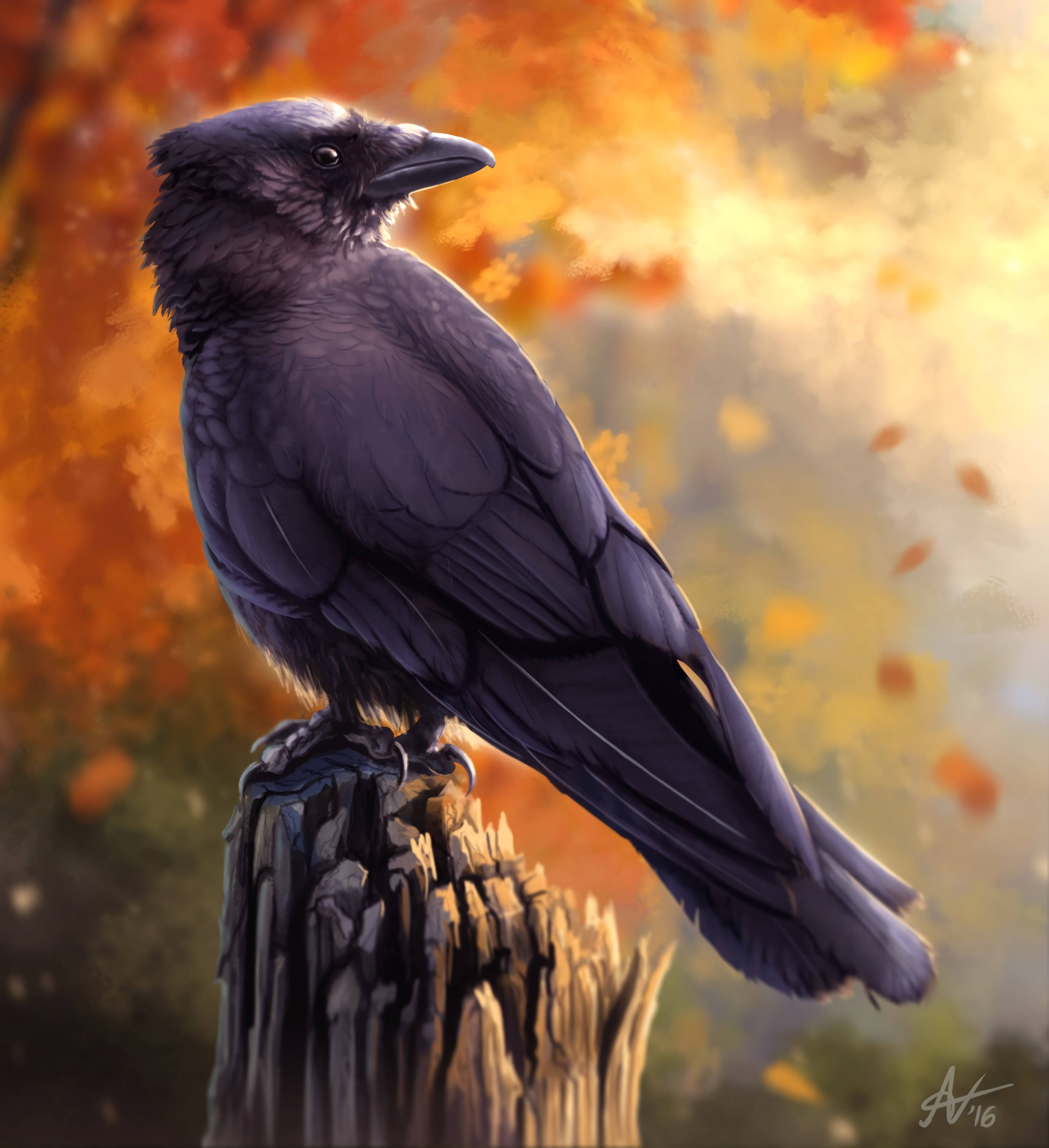 Ravn i efteråret HD Wallpapers